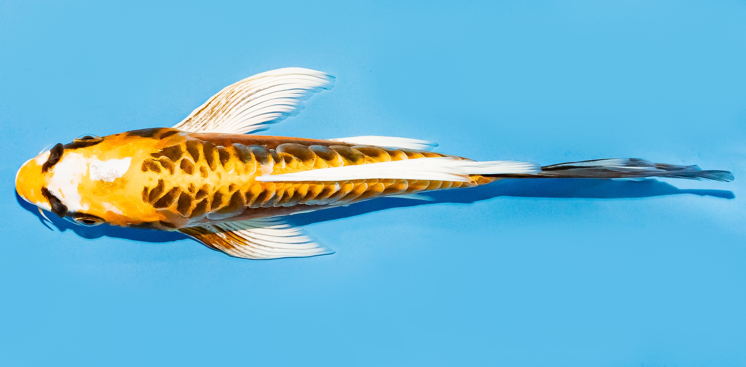 Butterfly Koi 20-25cm Nr. 7307