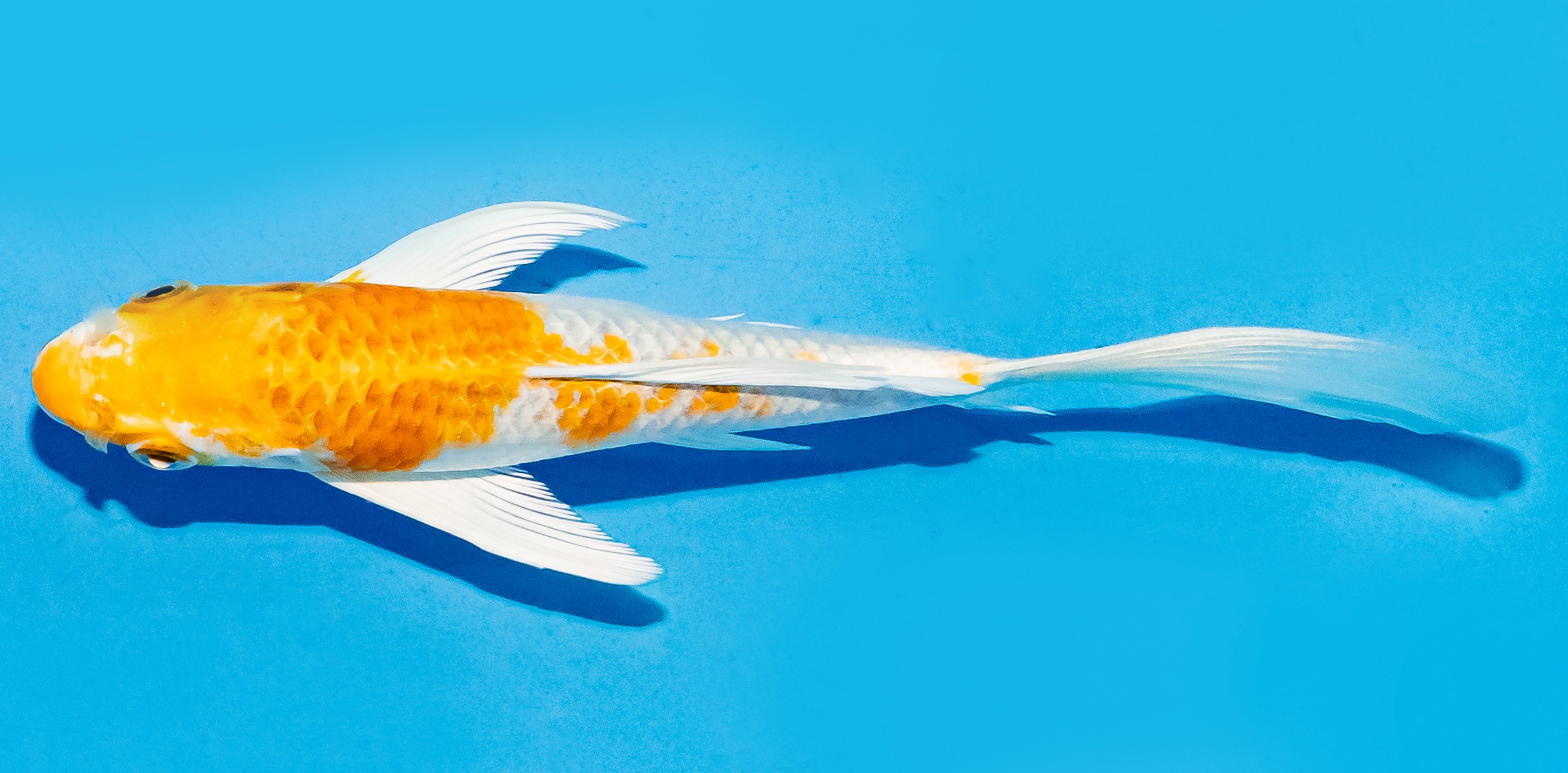 Butterfly Koi 14-17cm Nr. 5770