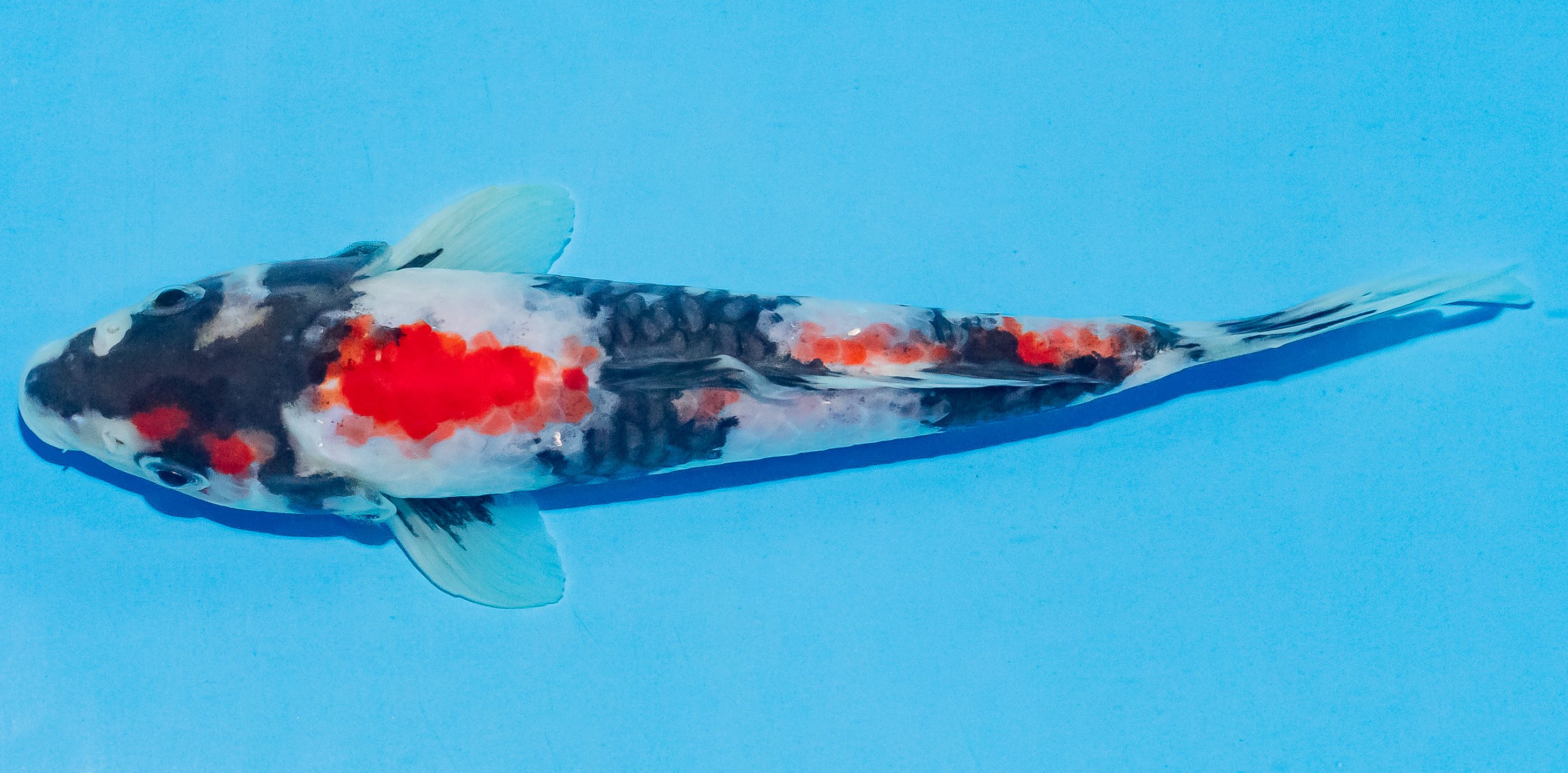 Koi 17-20cm Nr. 4534