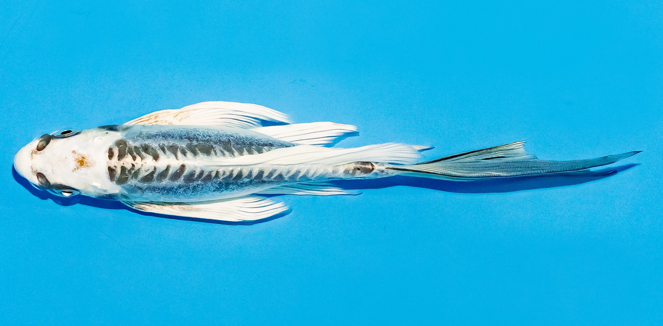 Butterfly Koi 20-25cm Nr. 5464