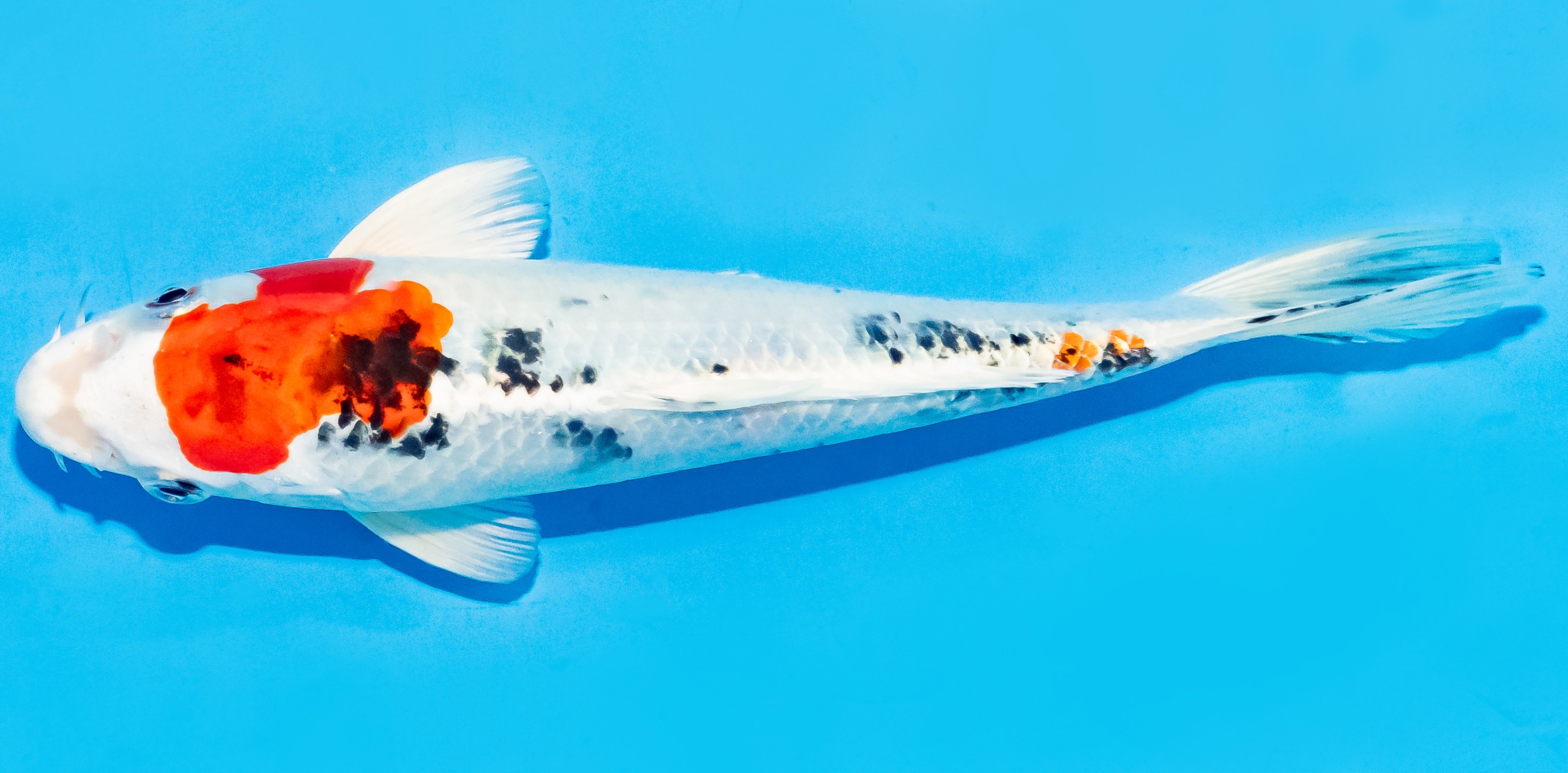 Koi 17-20cm Nr. 7161