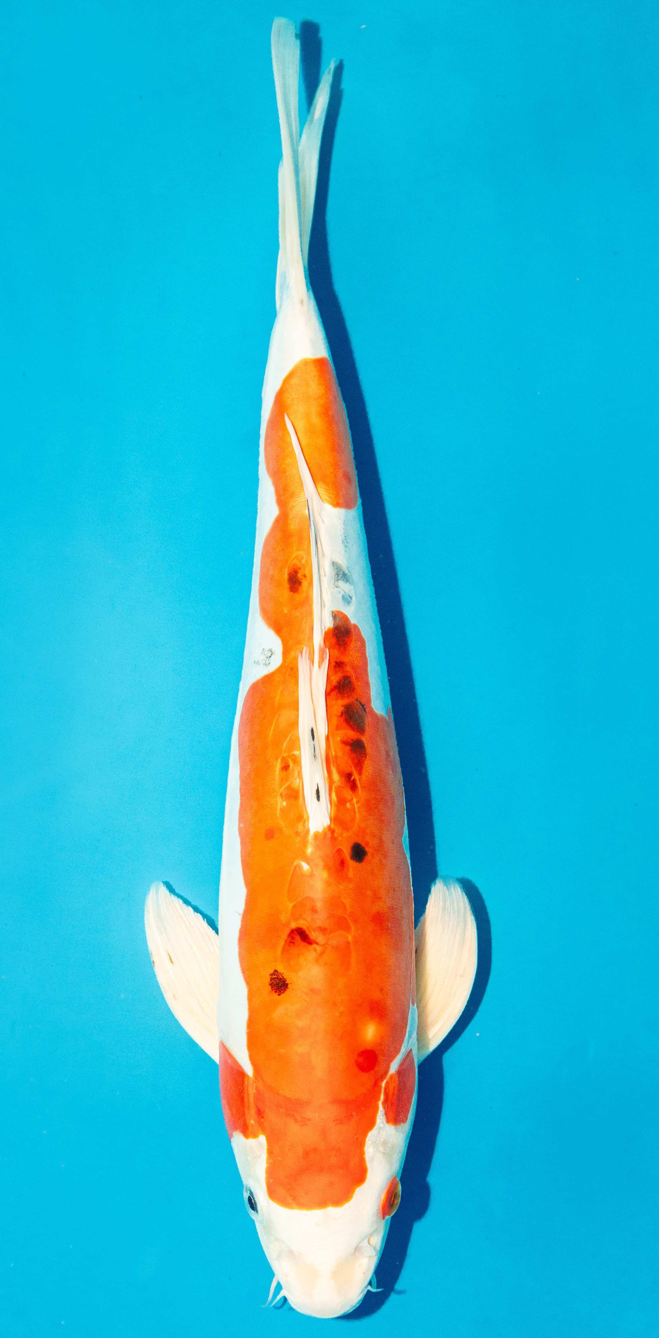 Koi 40-45cm Nr. 3426