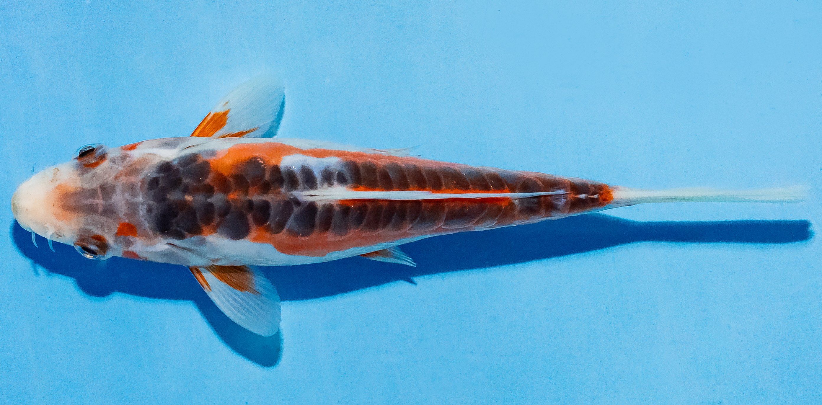 Koi 14-17cm Nr. 4730