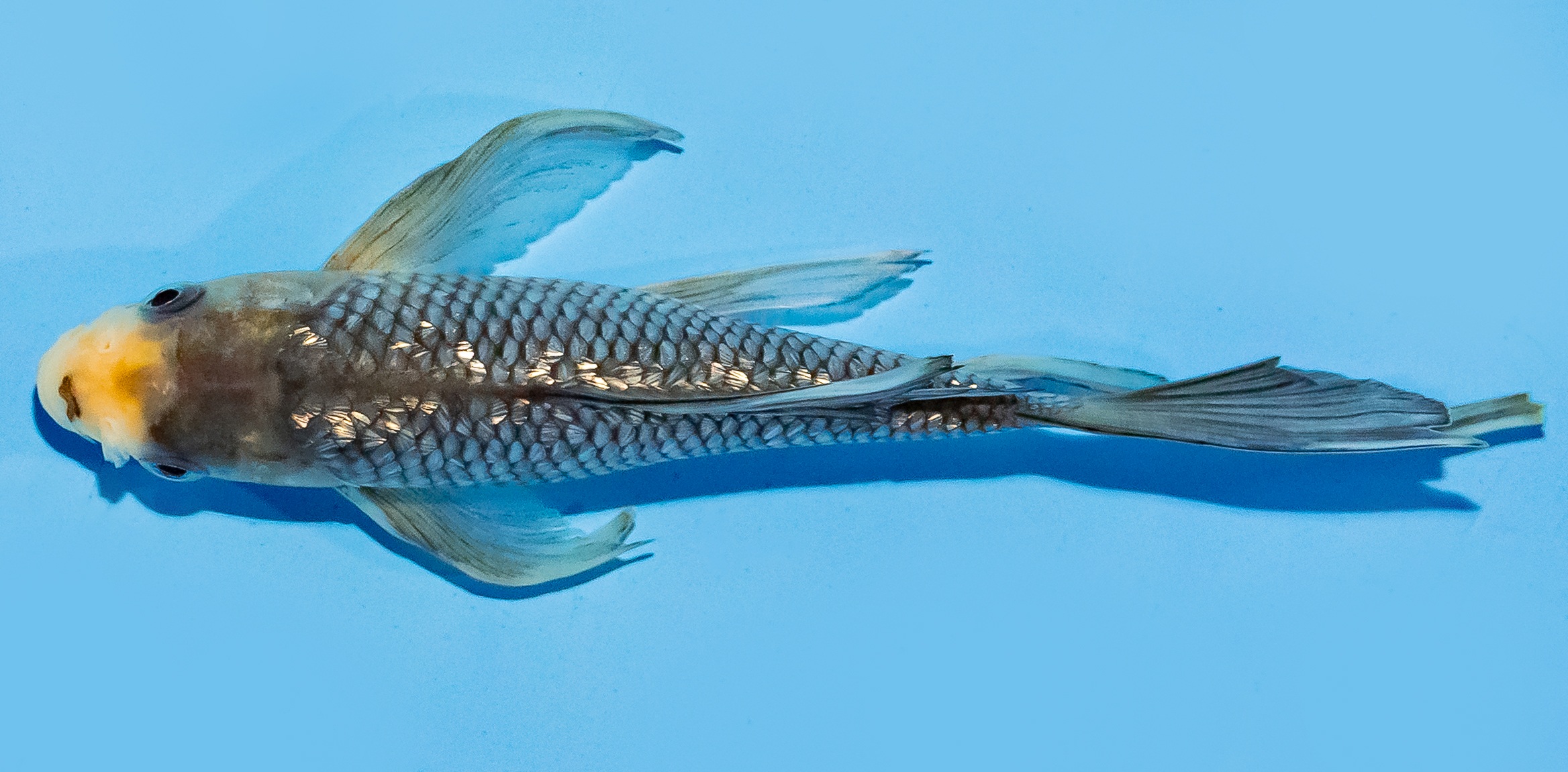 Butterfly Koi 17-20cm Nr. 6939