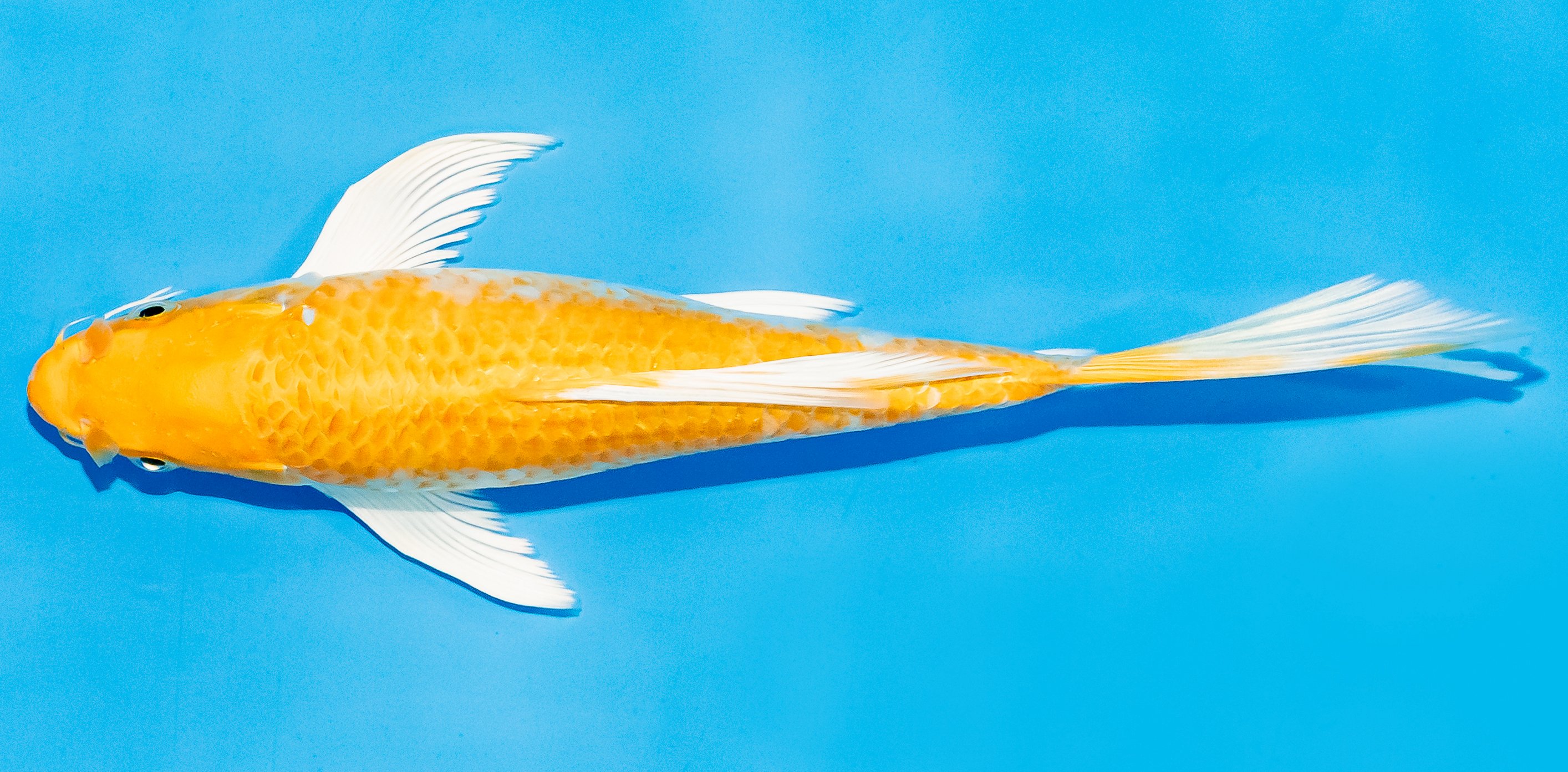 Butterfly Koi 20-25cm Nr. 7342