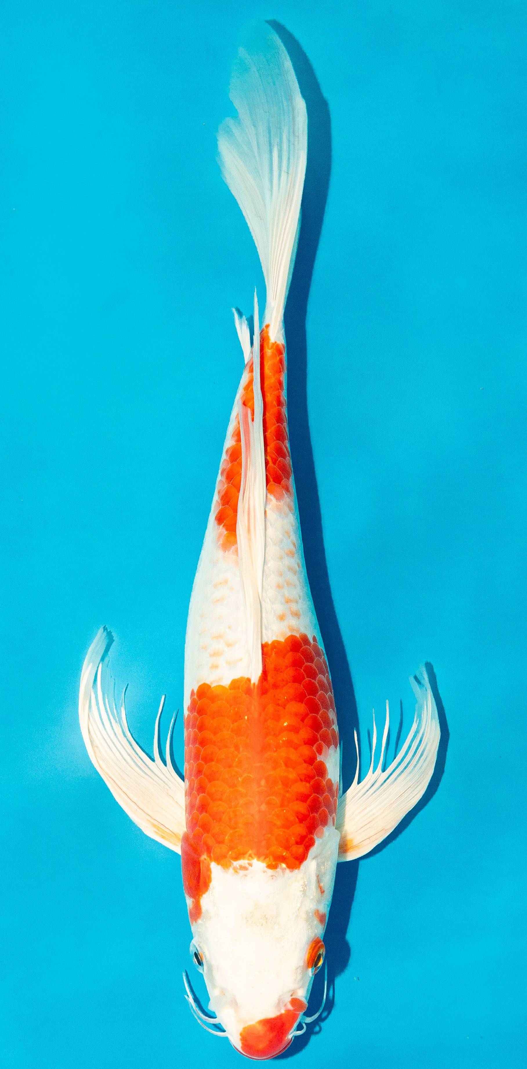 Butterfly Koi 35-40cm Nr. 4511