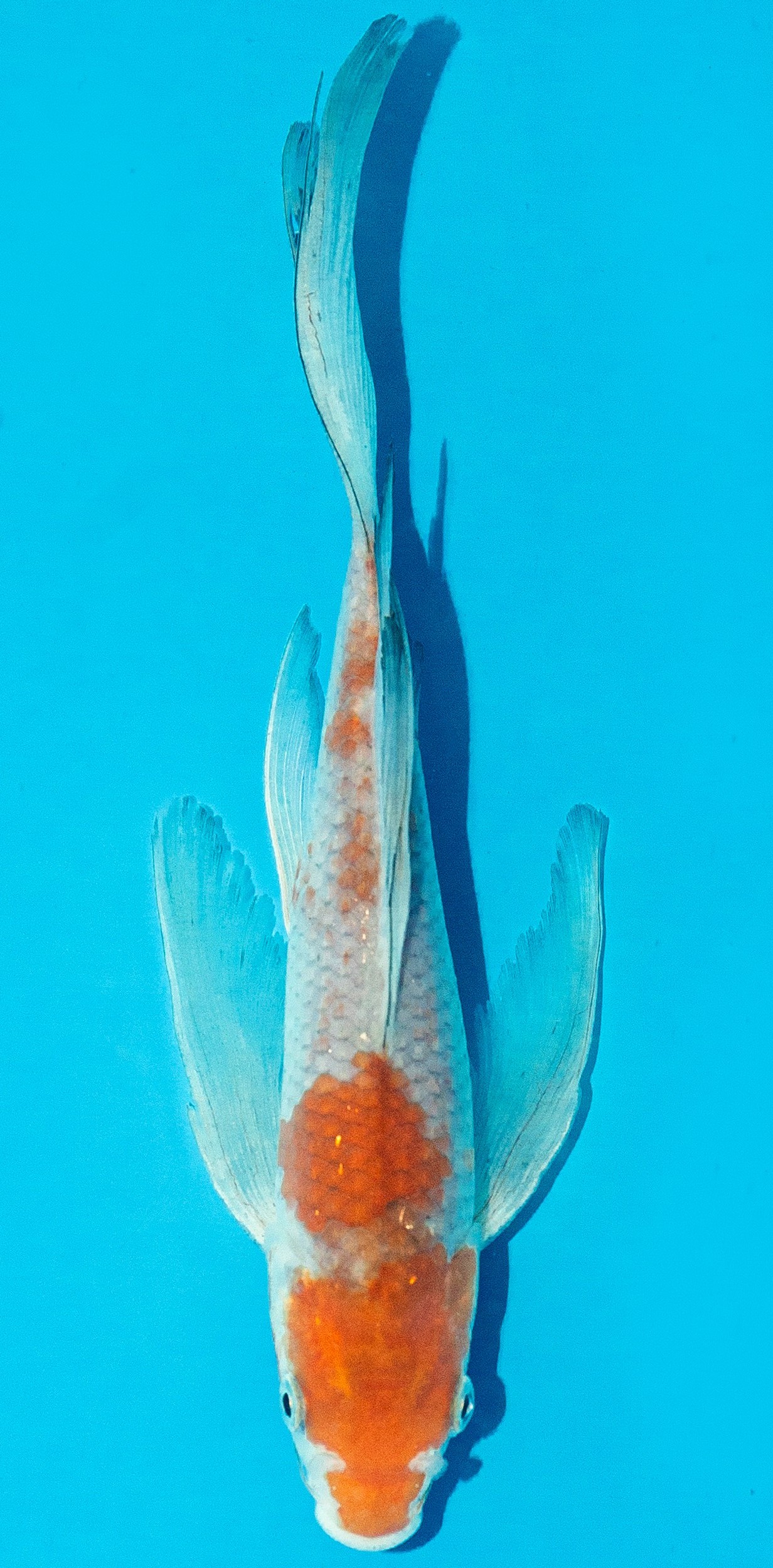 Butterfly Koi 20-25cm Nr. 4336