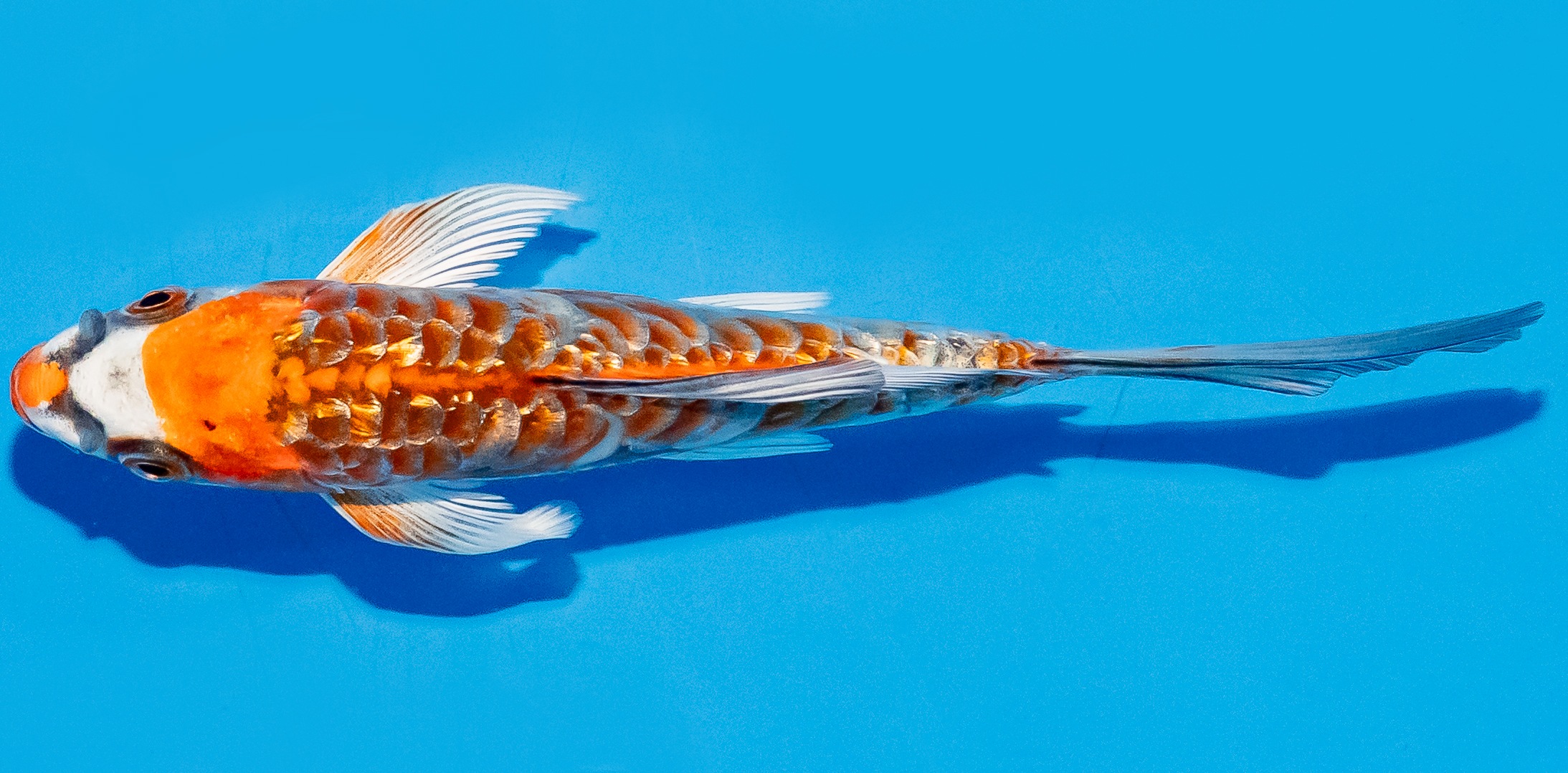Butterfly Koi 14-17cm Nr. 5744