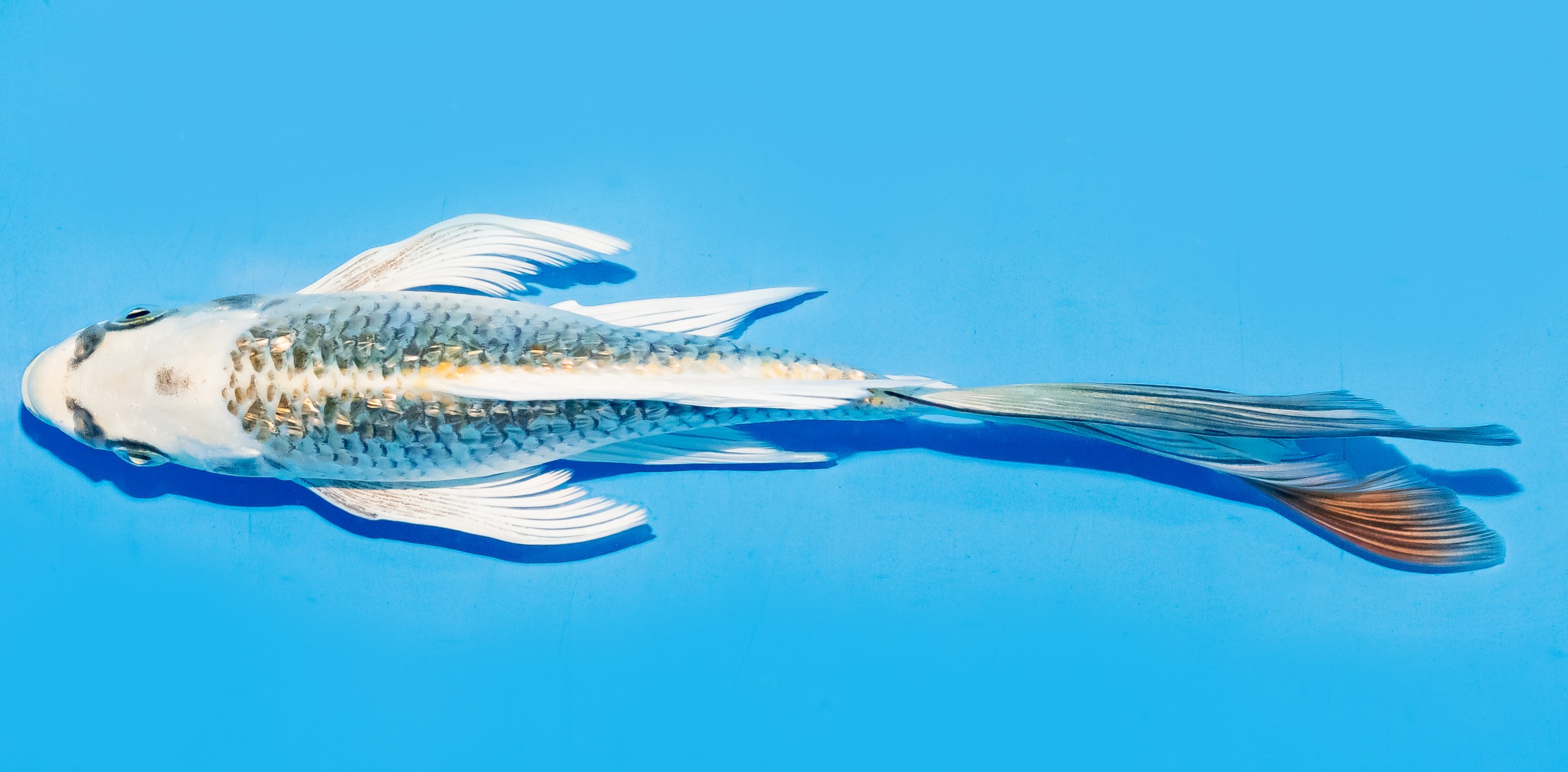 Butterfly Koi 17-20cm Nr. 6927