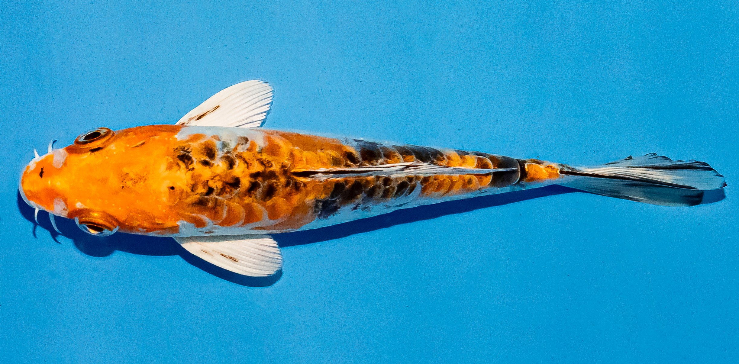 Koi 14-17cm Nr. 4736