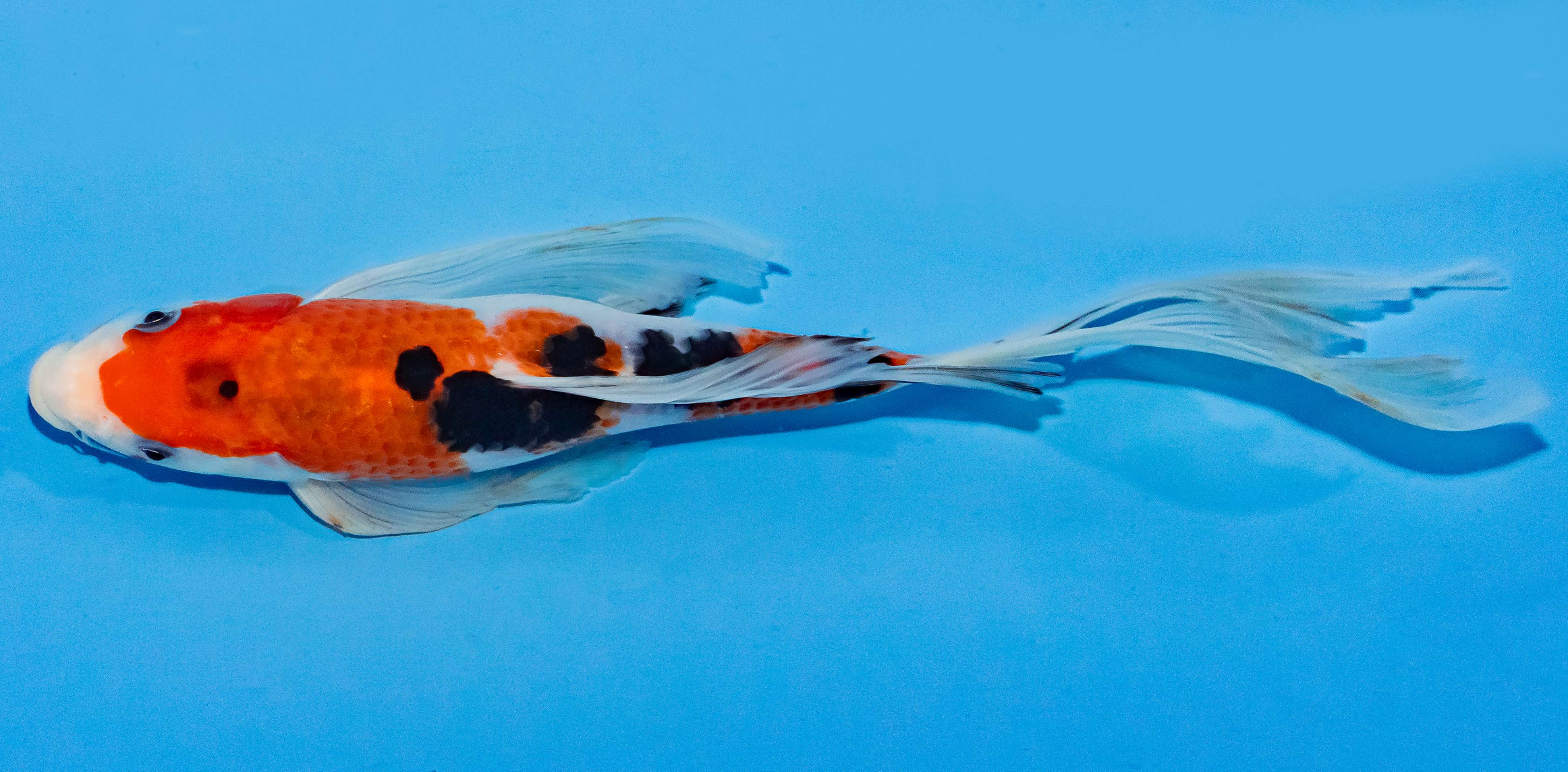 Butterfly Koi 25-30cm Nr. 2367