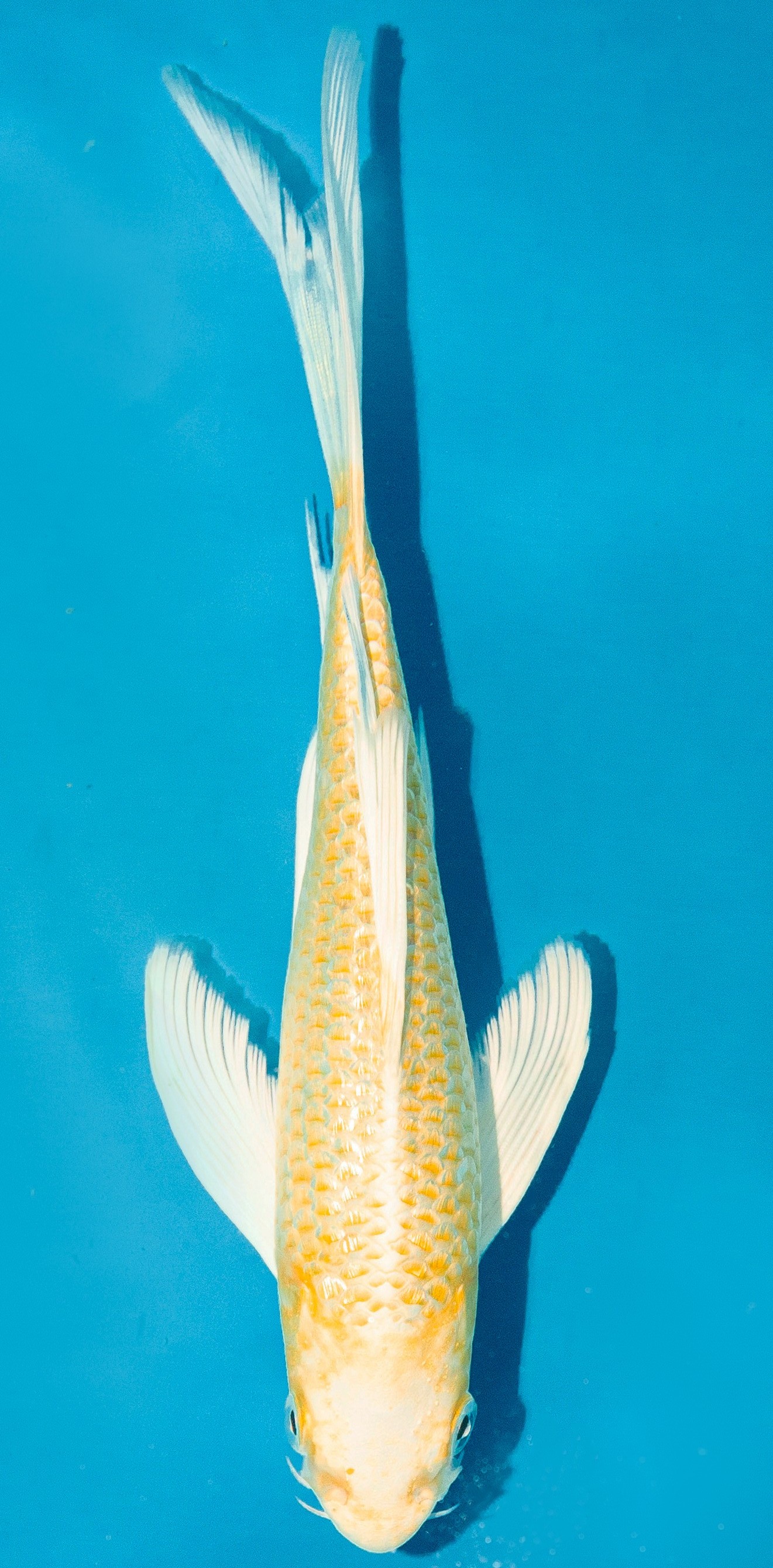 Butterfly Koi 20-25cm Nr. 4305