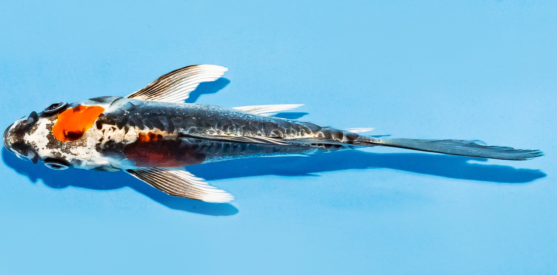 Butterfly Koi 14-17cm Nr. 7405