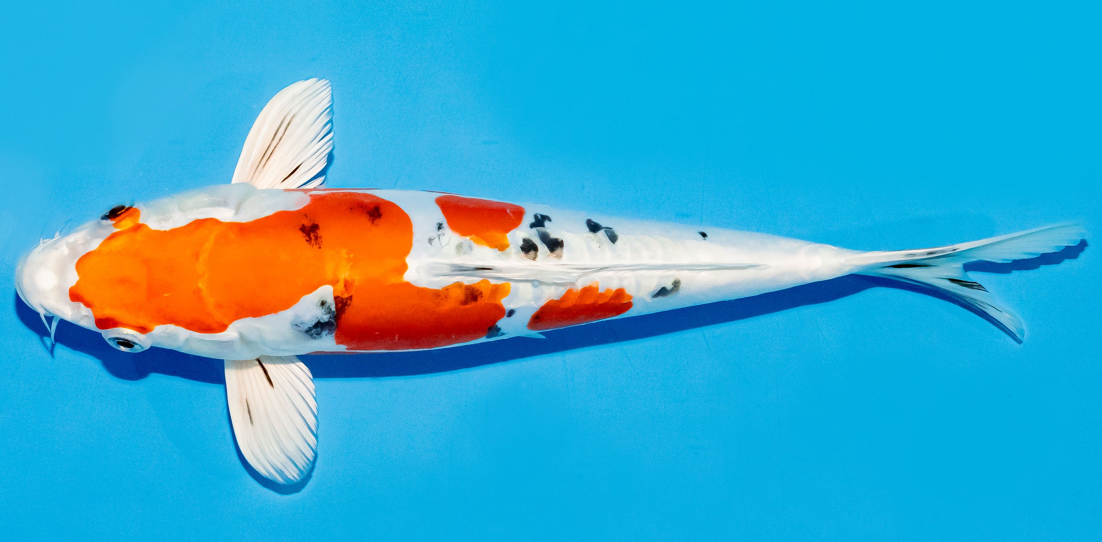 Koi 25-30cm Nr. 6260