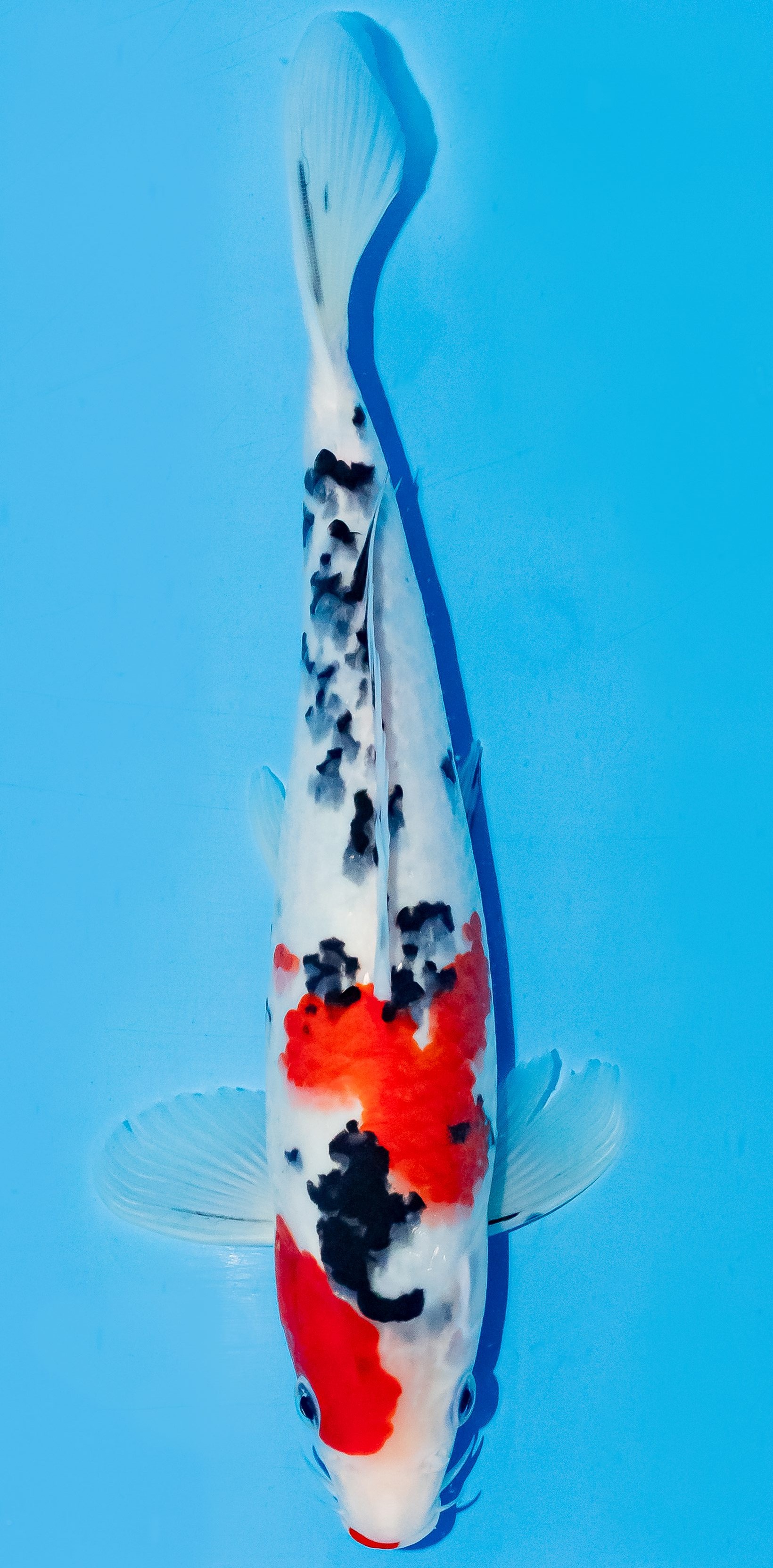 Koi 25-30cm Nr. 6245