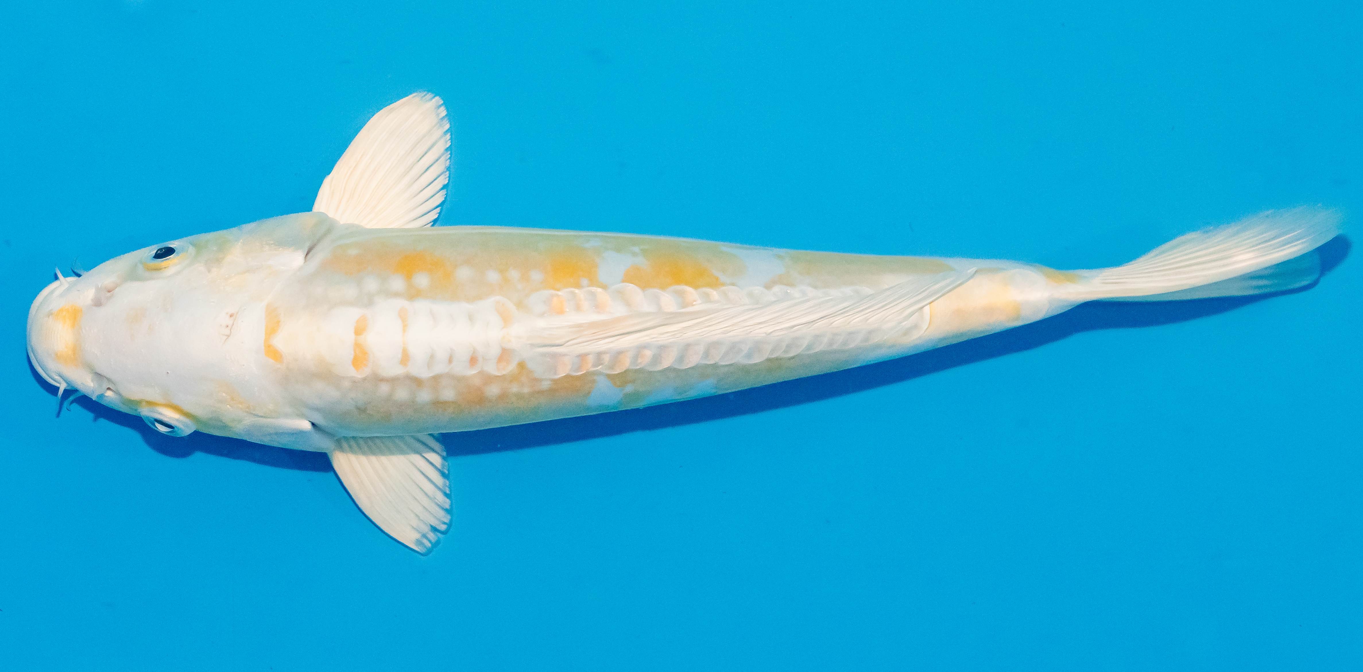 Koi 25-30cm Nr. 1614
