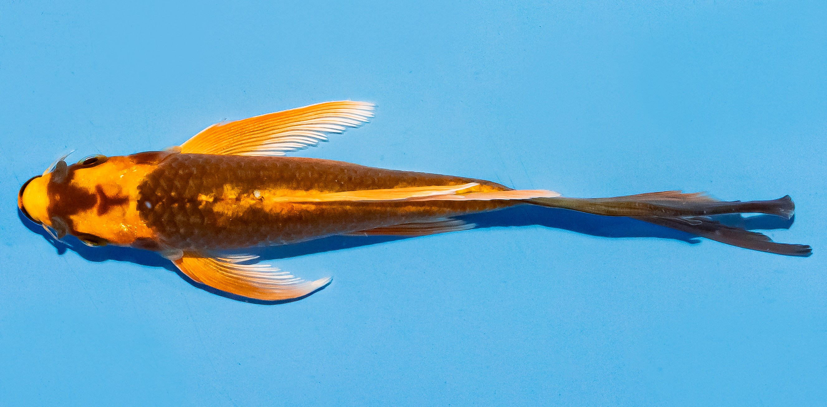 Butterfly Koi 17-20cm Nr. 5968