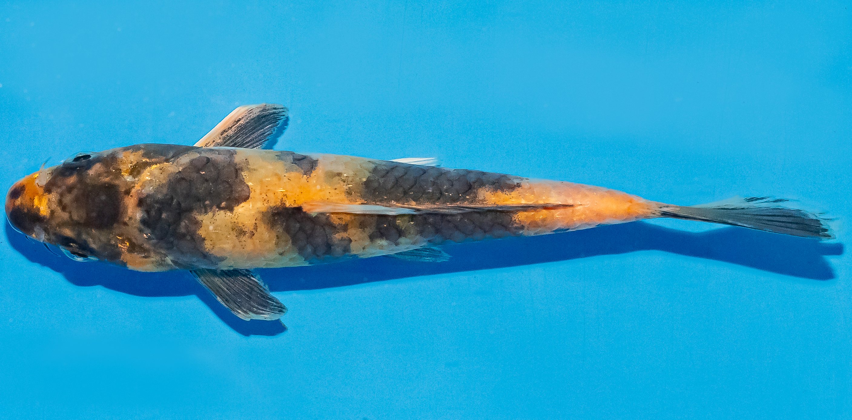 Koi 17-20cm Nr. 4540