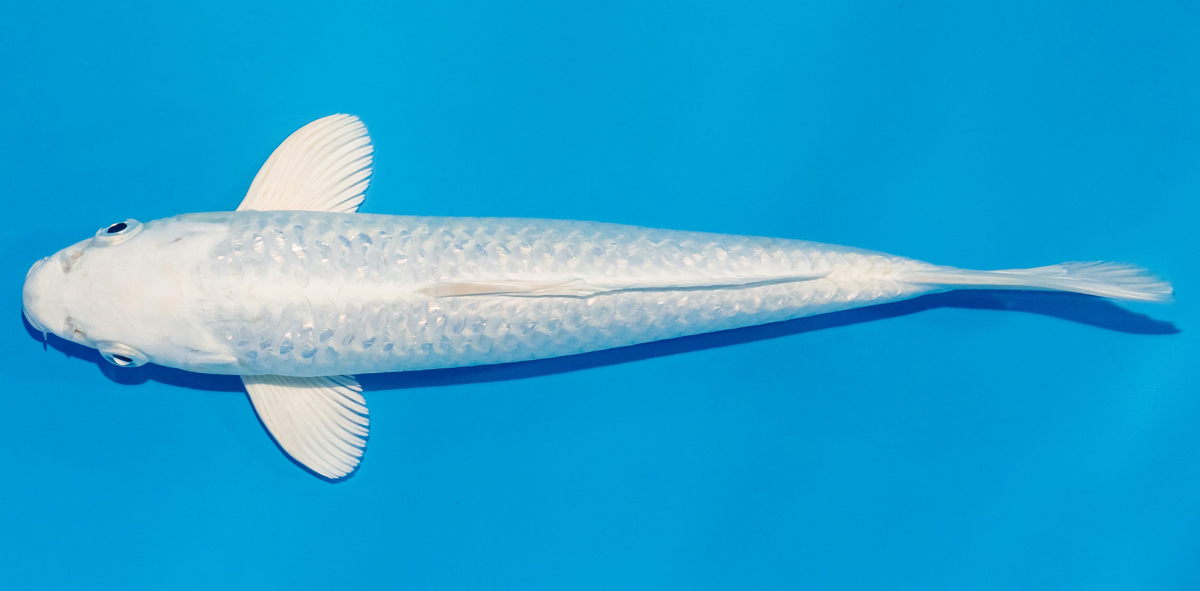 Koi 25-30cm Nr. 4281