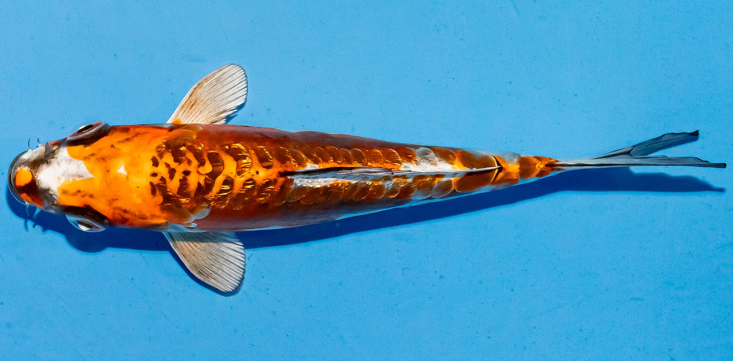 Koi 14-17cm Nr. 6197