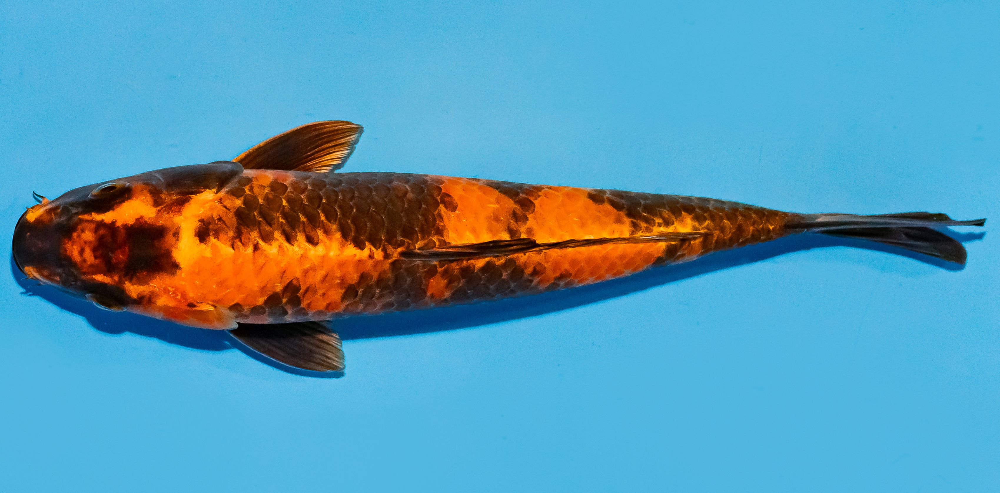 Koi 25-30cm Nr. 6265