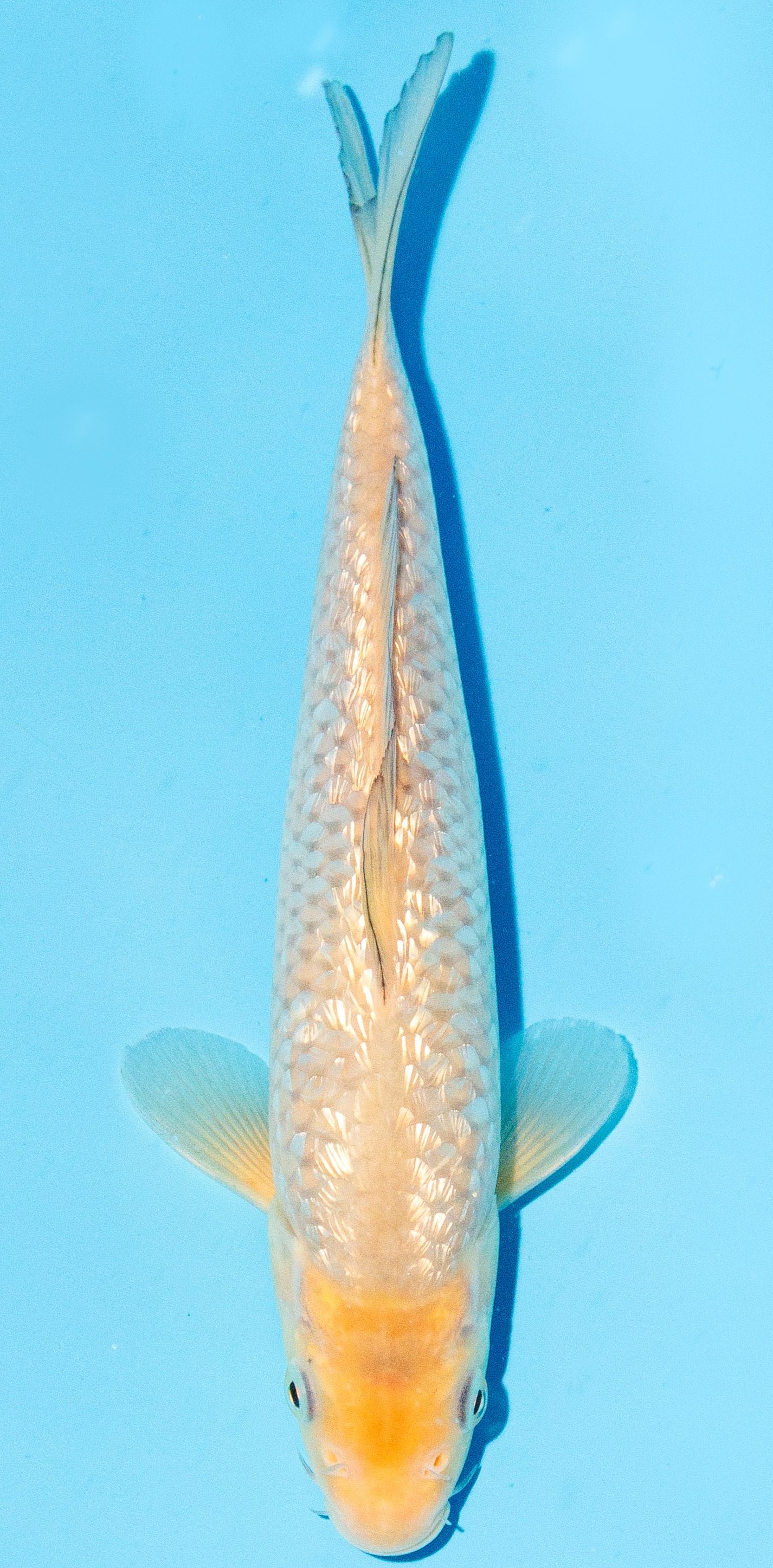 Koi 20-25cm Nr. 2442