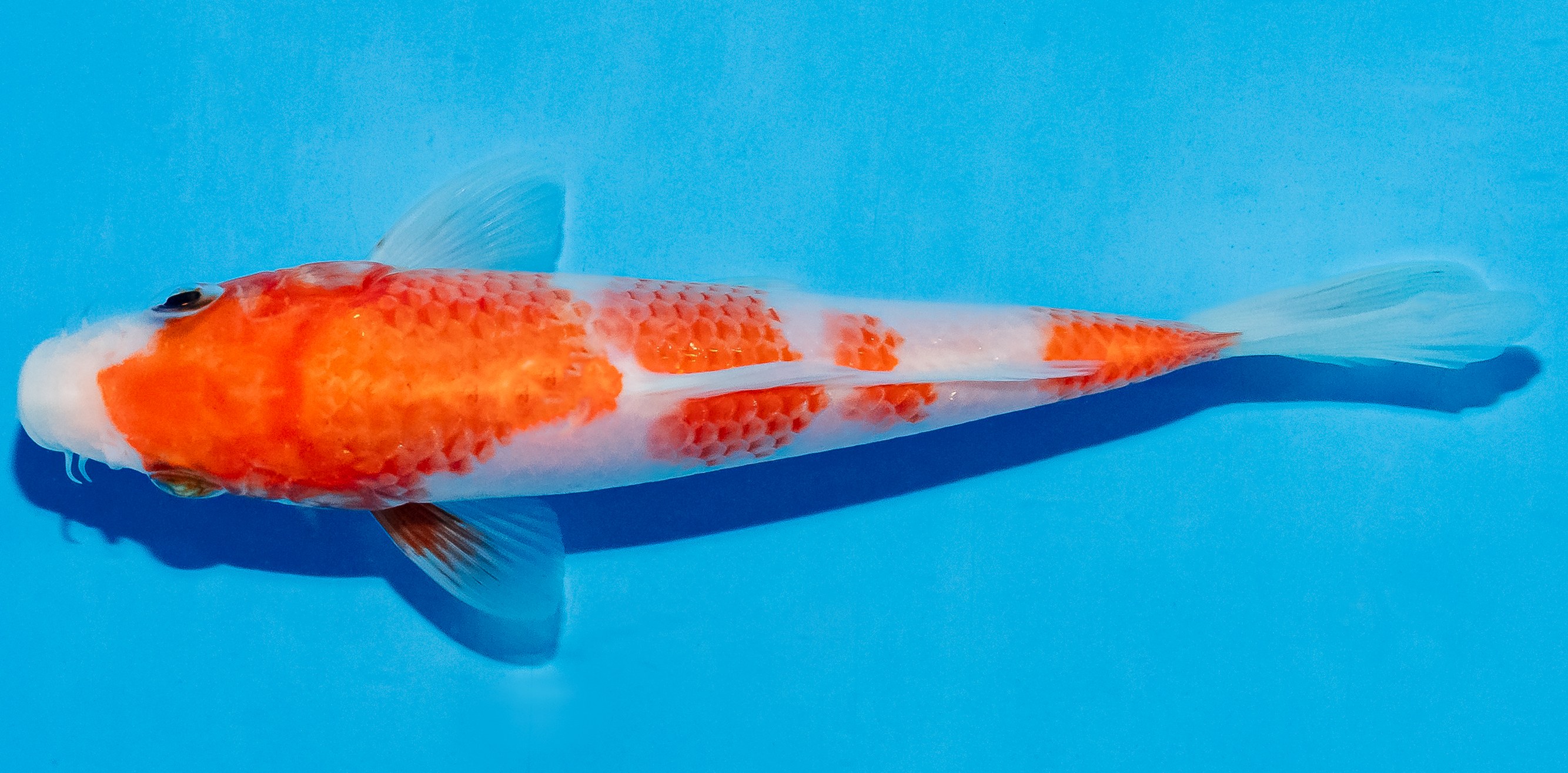 Koi 14-17cm Nr. 4732