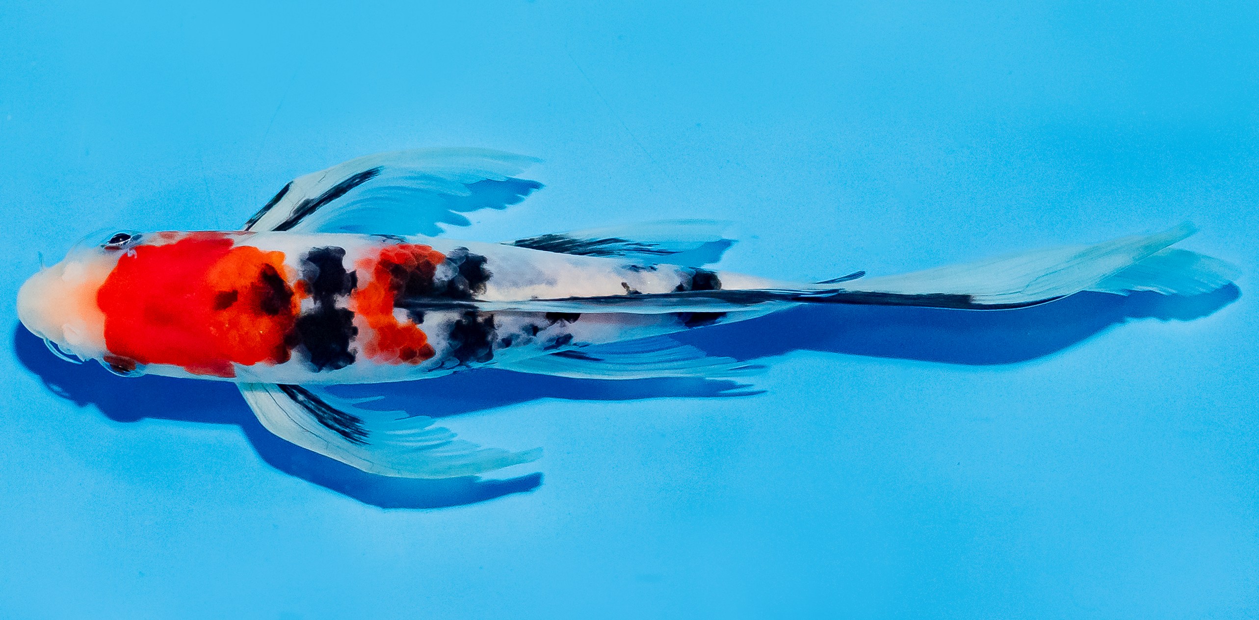 Butterfly Koi 20-25cm Nr. 5517