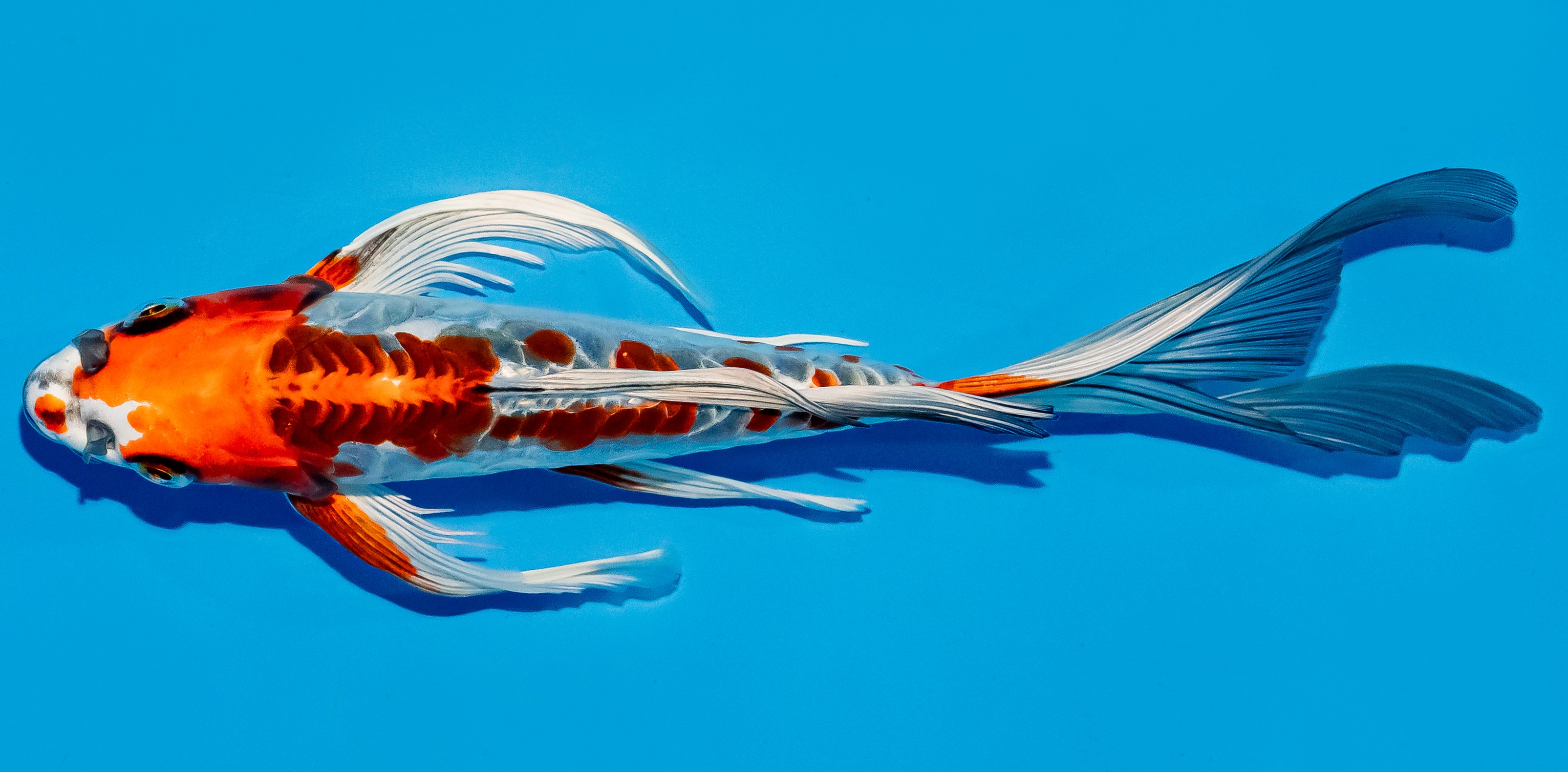 Butterfly Koi 25-30cm Nr. 5625