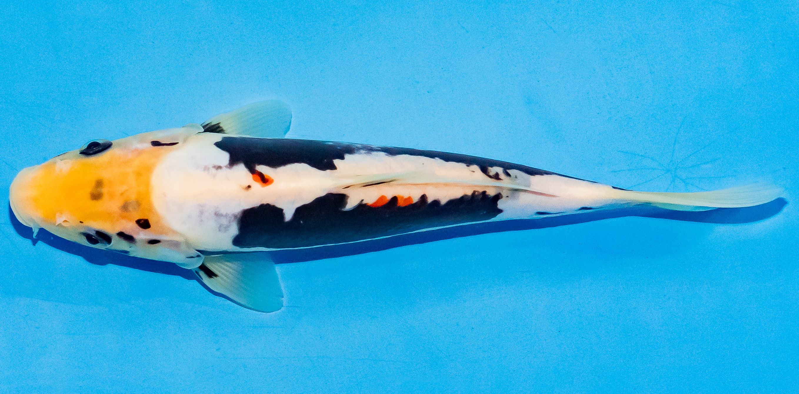 Koi 20-25cm Nr. 6019