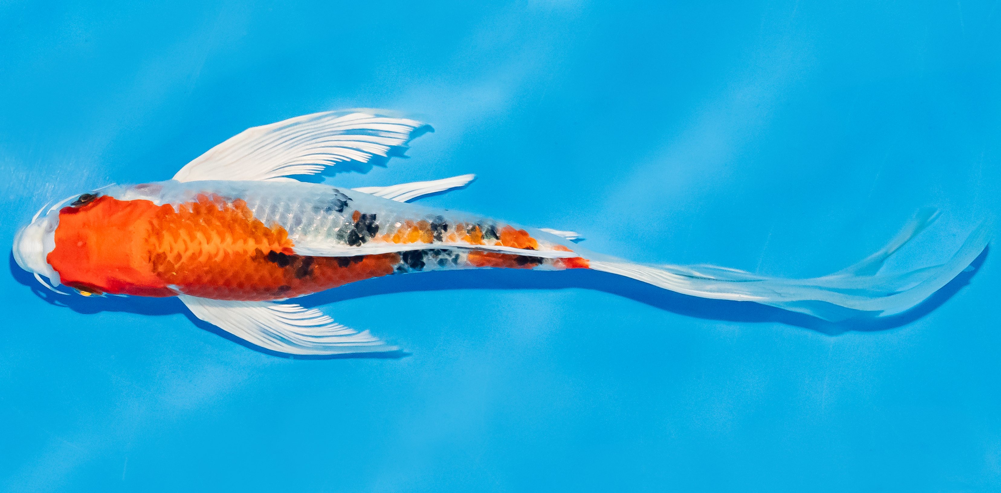 Butterfly Koi 20-25cm Nr. 3364