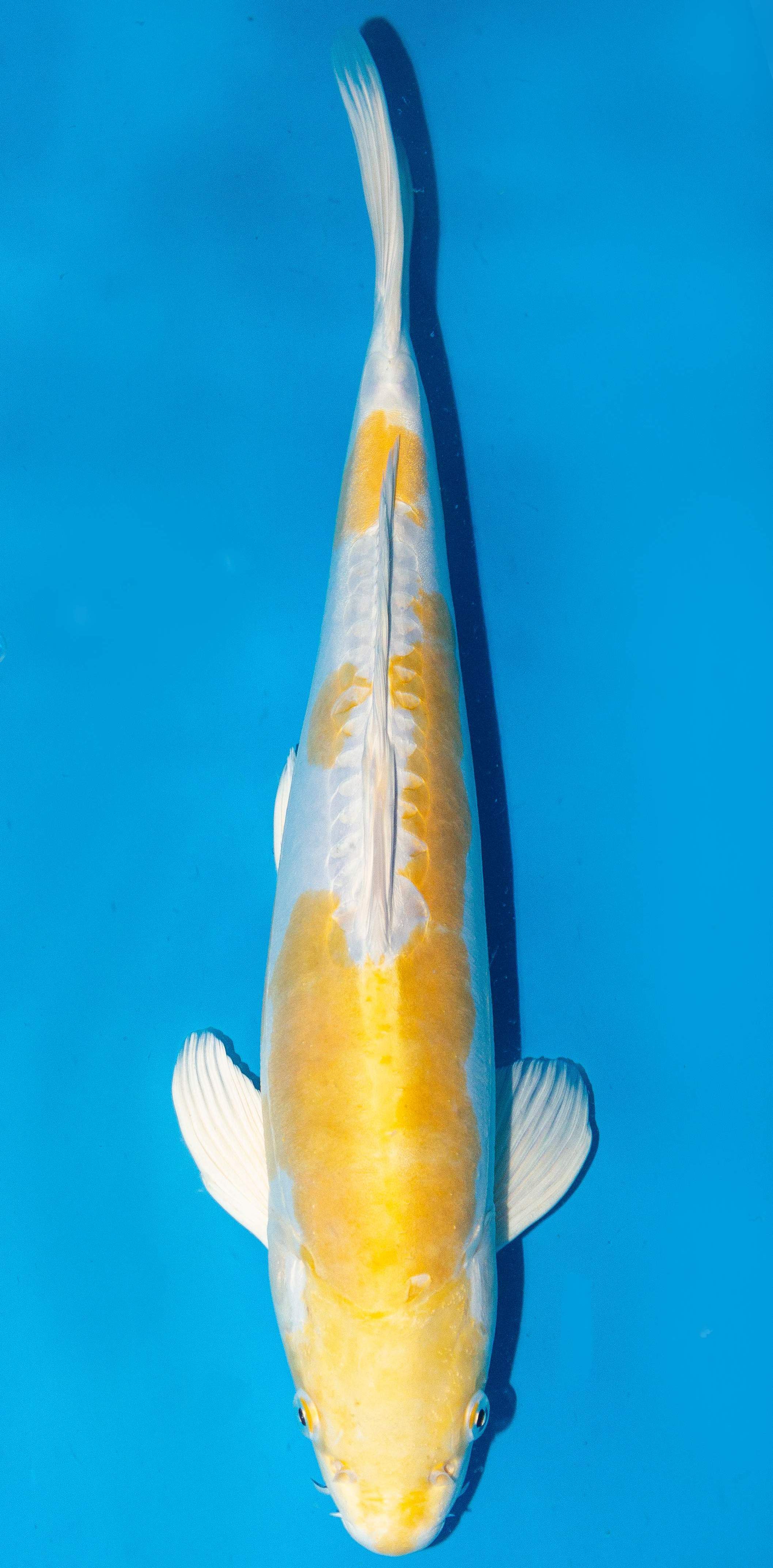 Koi 40-45cm Nr. 3405