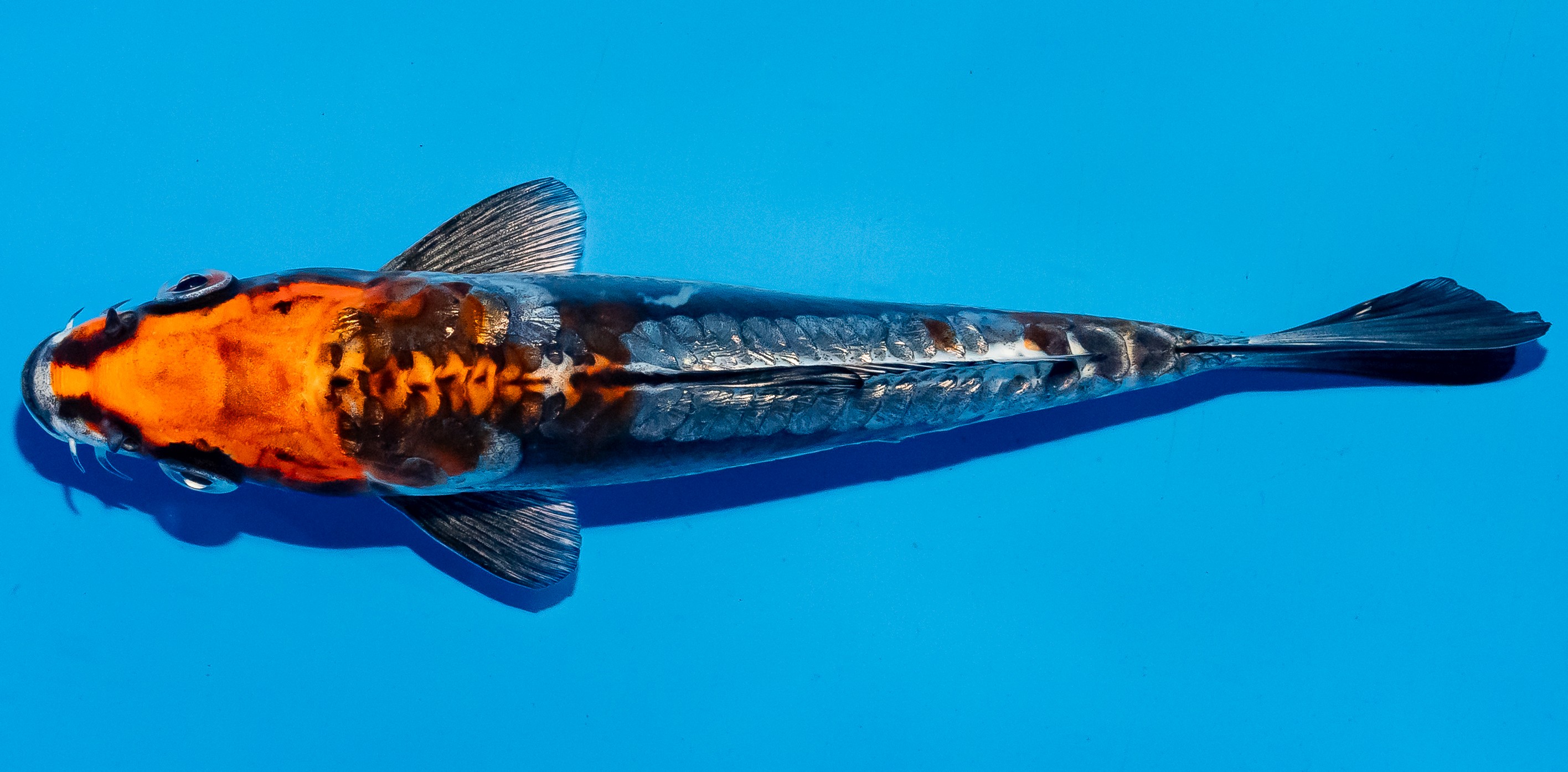 Koi 14-17cm Nr. 6195