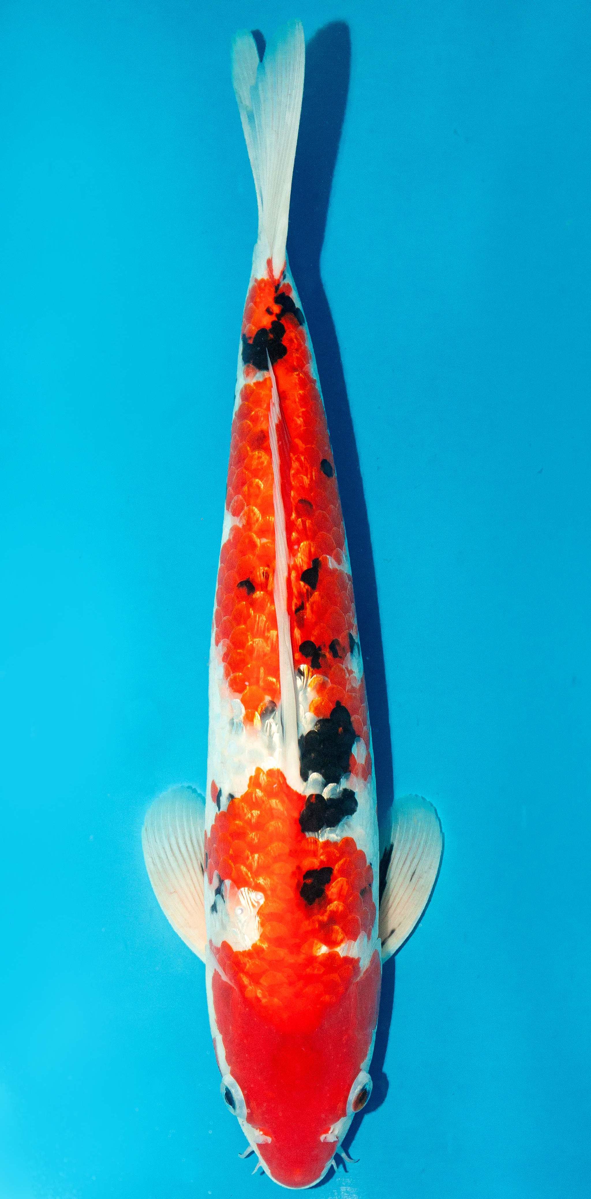 Koi 40-45cm Nr. 3442