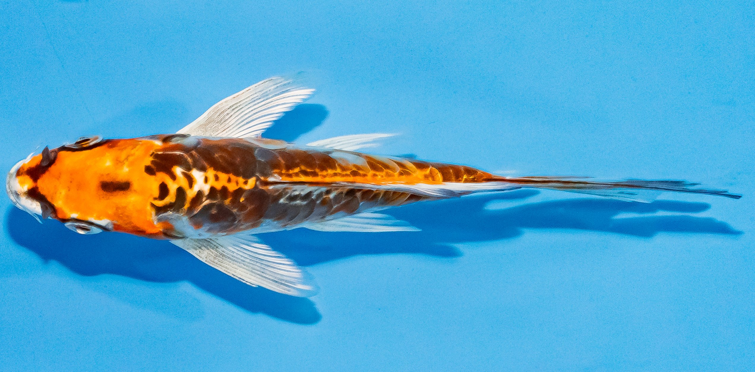Butterfly Koi 14-17cm Nr. 3772