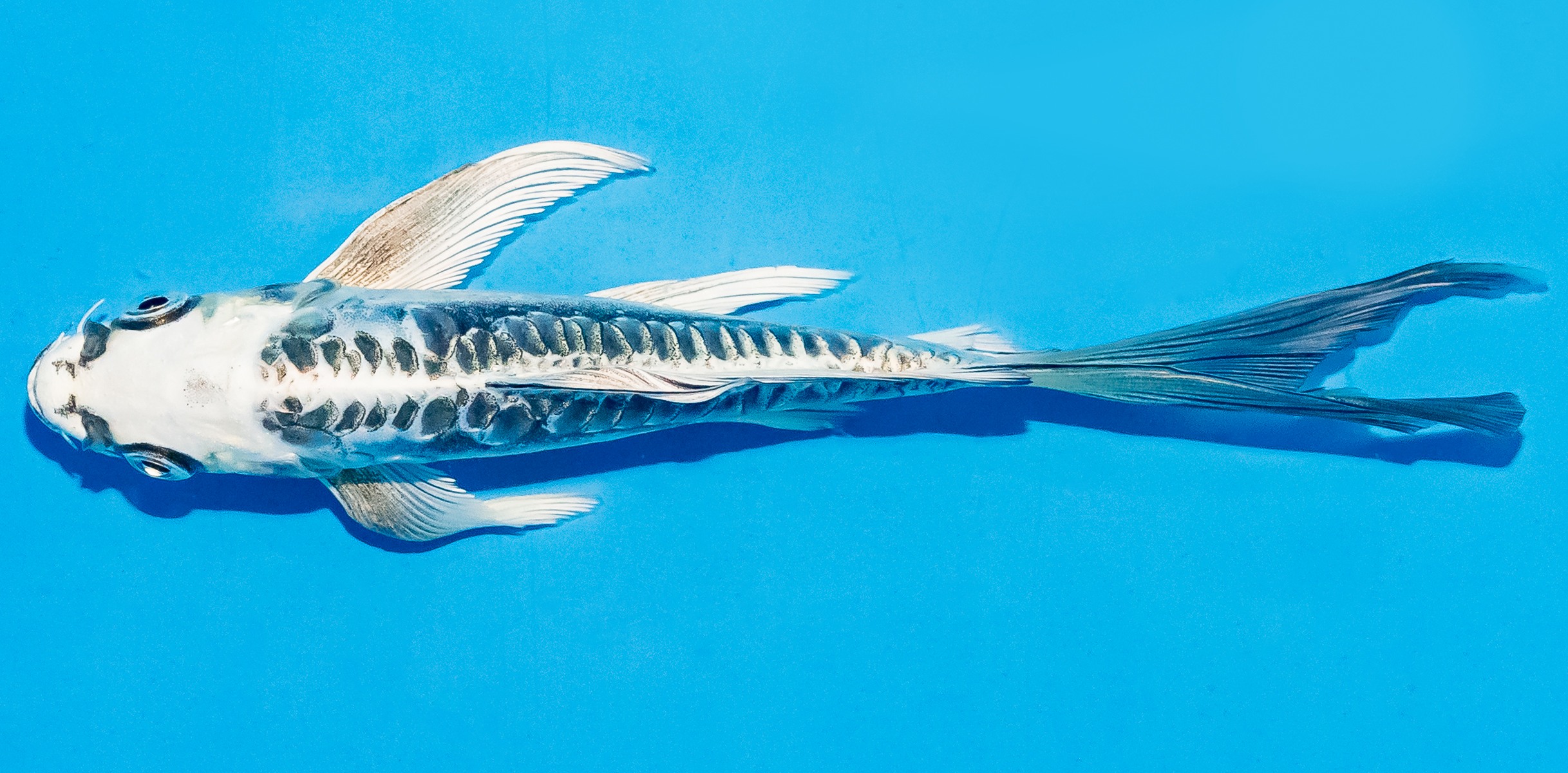 Butterfly Koi 14-17cm Nr. 5705