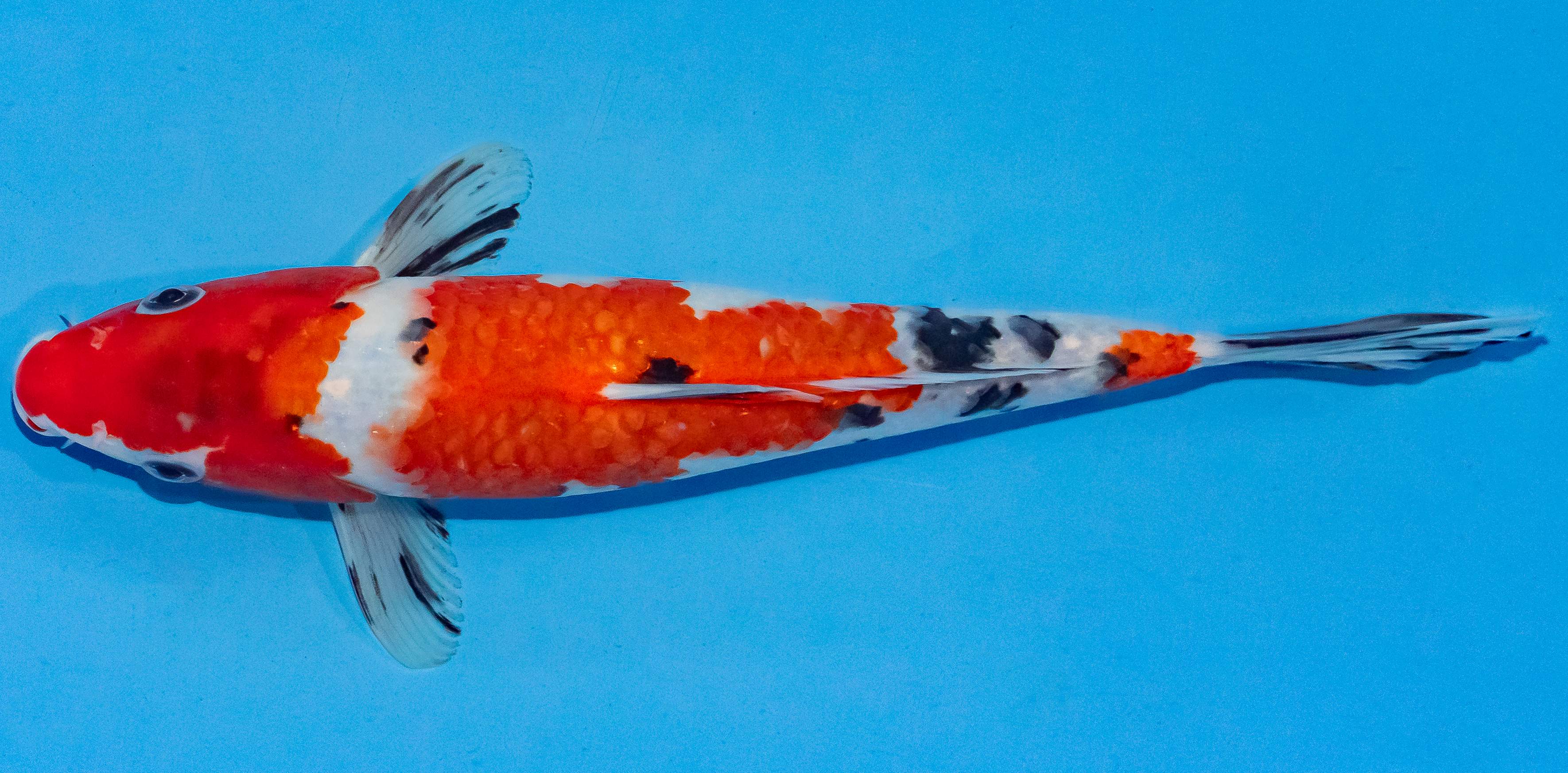Koi 25-30cm Nr. 4279