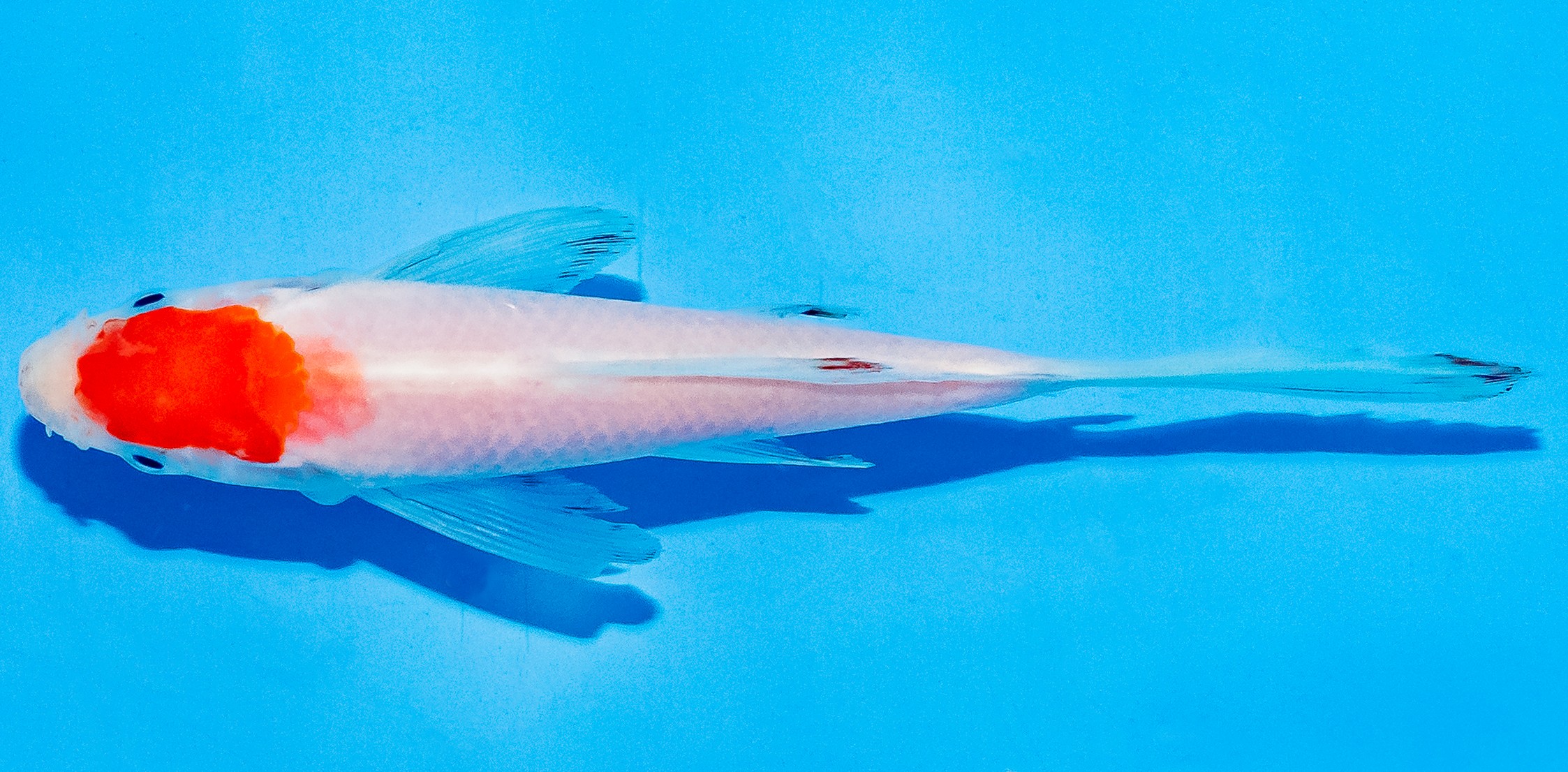 Butterfly Koi 14-17cm Nr. 5747