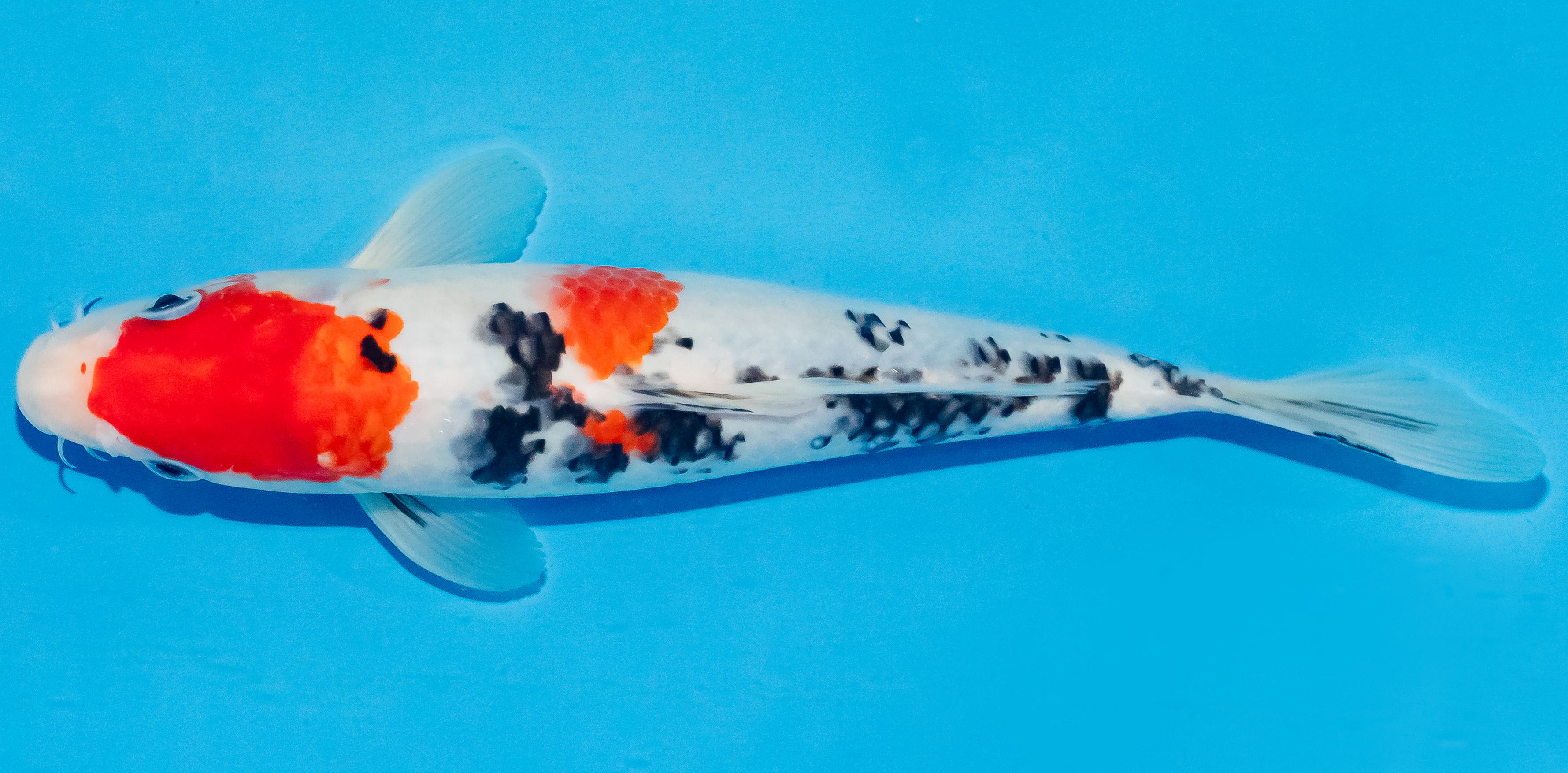 Koi 25-30cm Nr. 4217