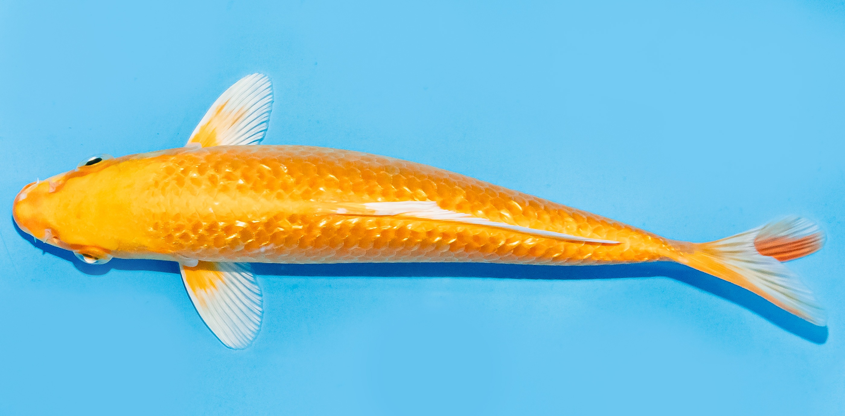 Koi 17-20cm Nr. 7147