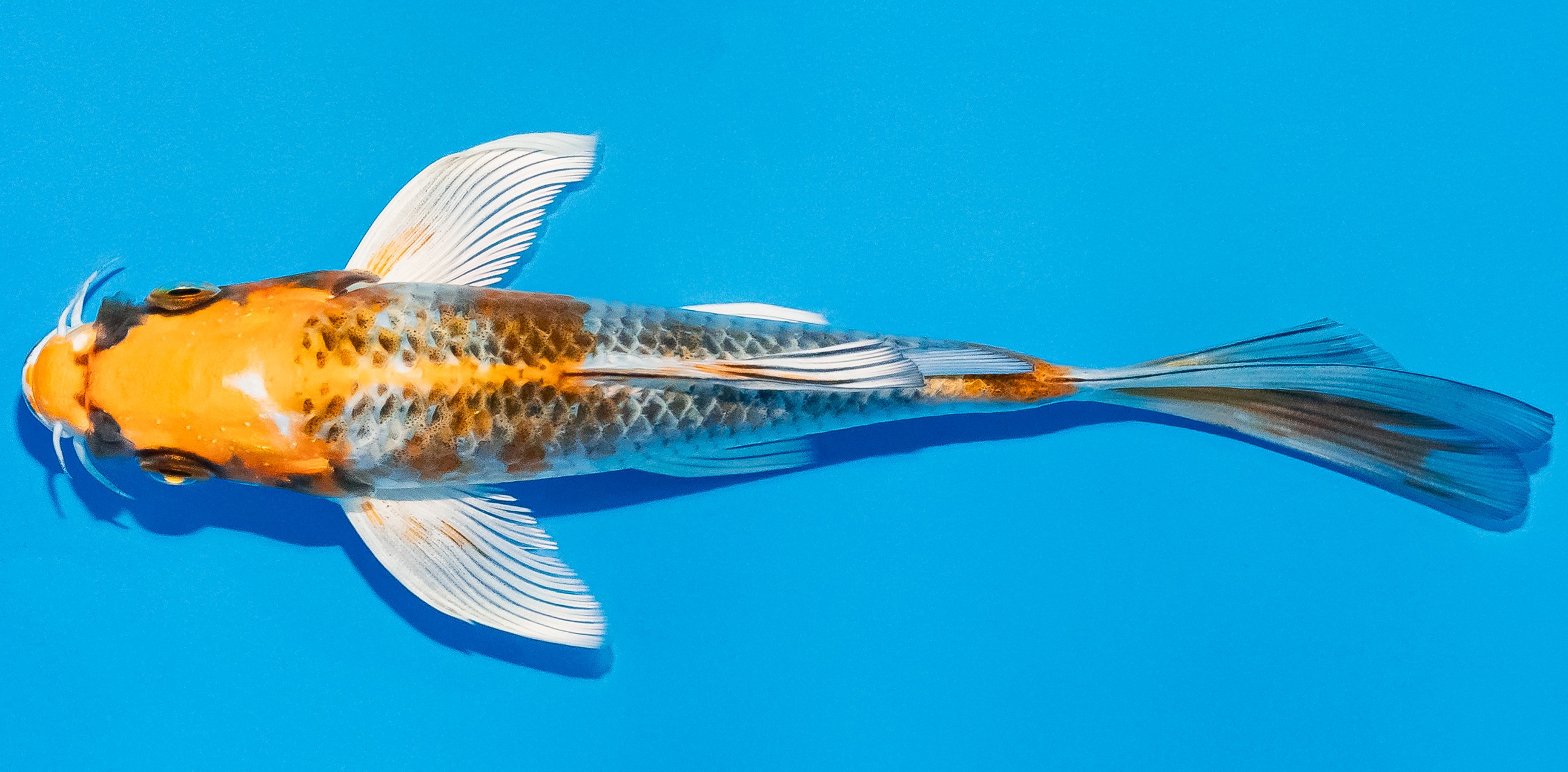 Butterfly Koi 14-17cm Nr. 2505