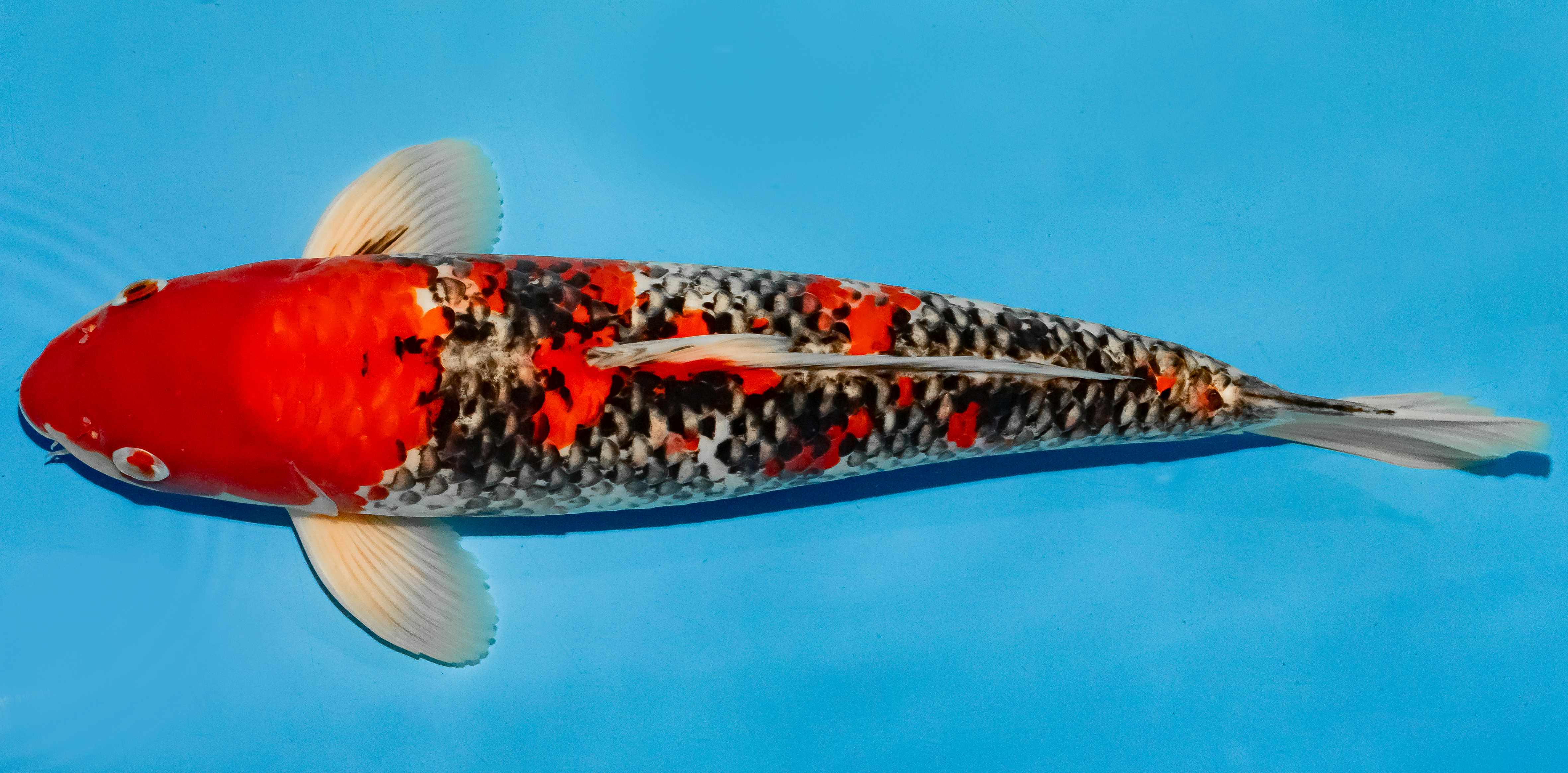 Koi 40-45cm Nr. 4922