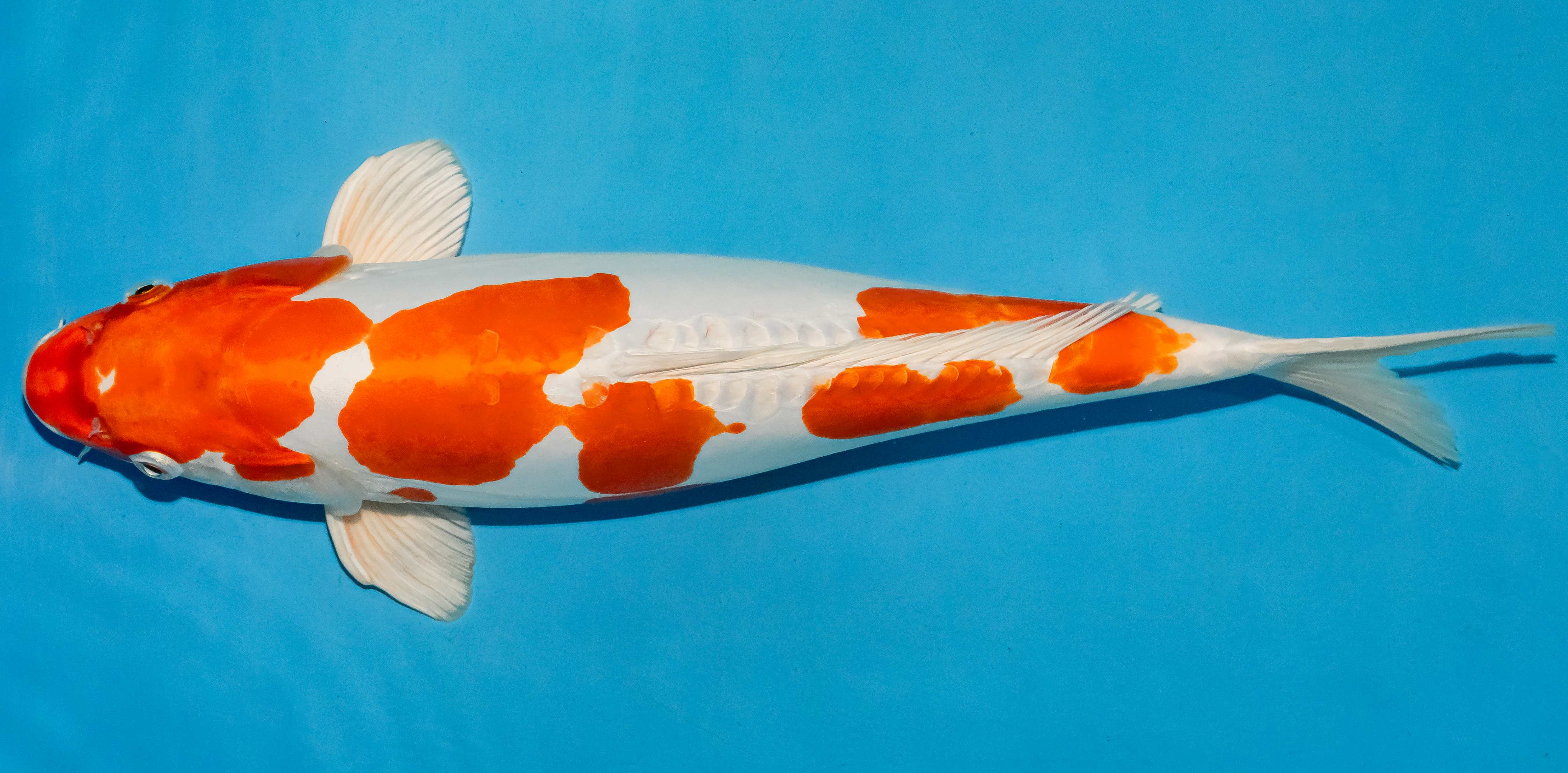 Koi 40-45cm Nr. 4918