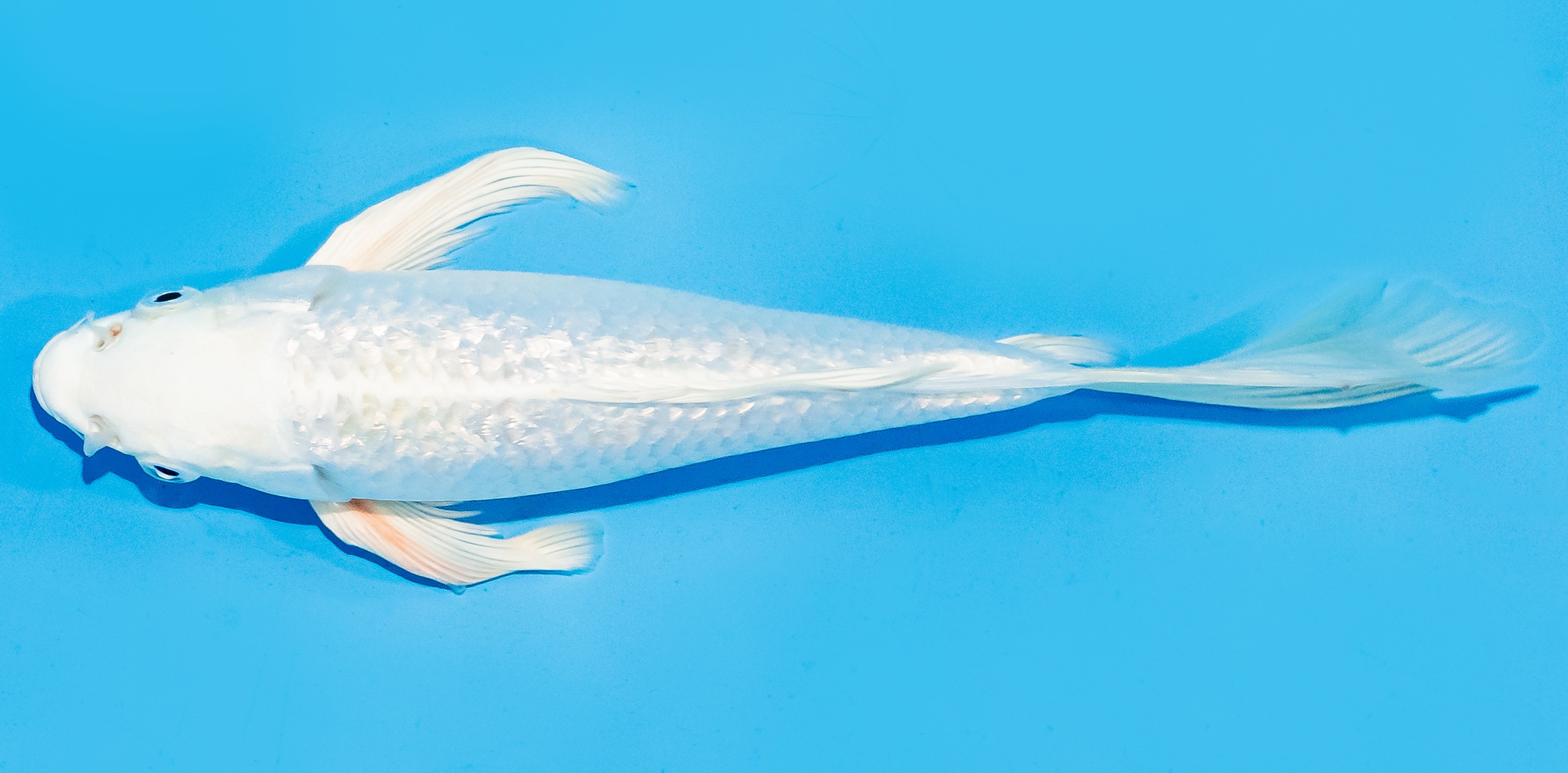 Butterfly Koi 20-25cm Nr. 7327