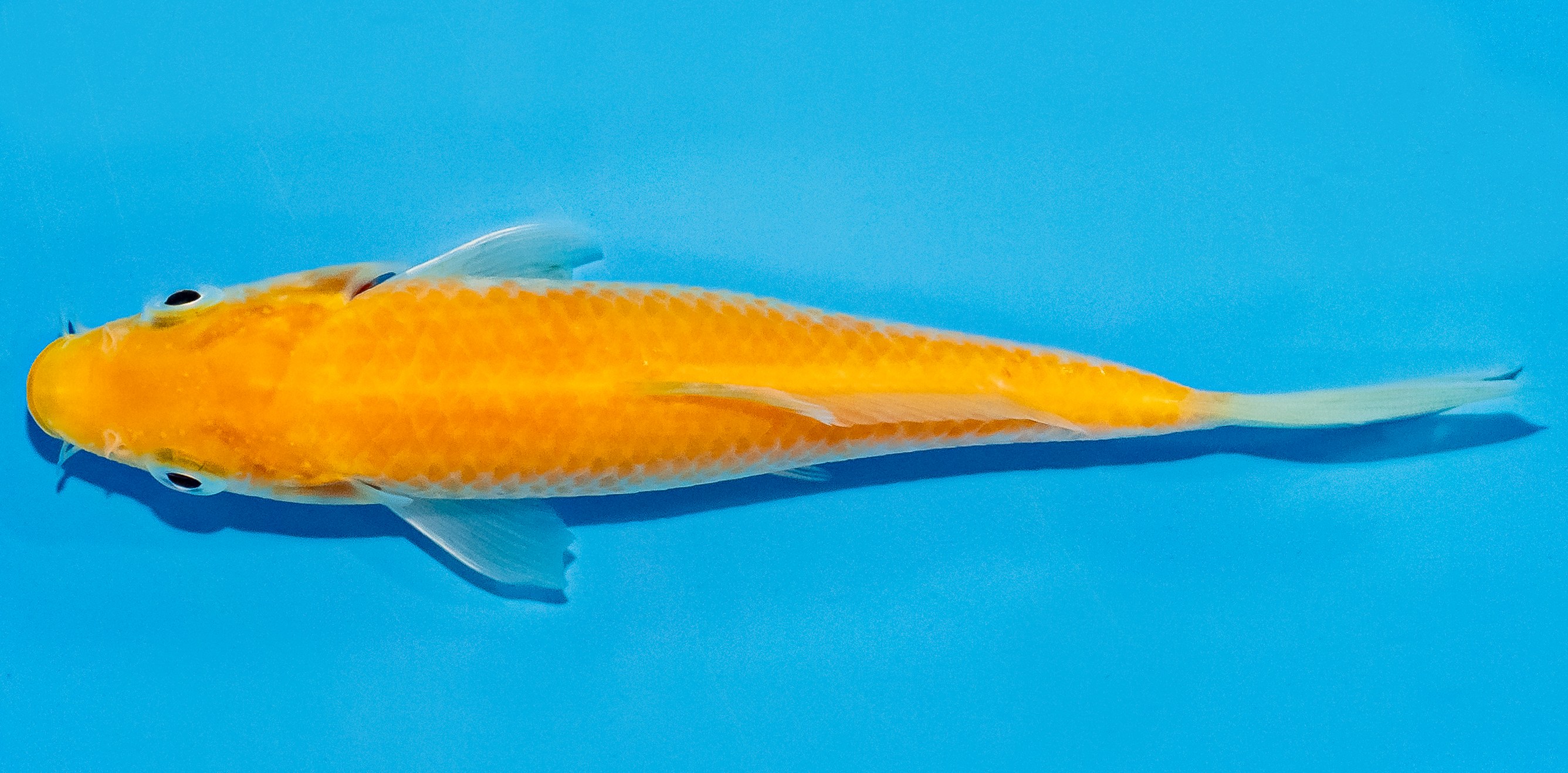 Koi 14-17cm Nr. 3640