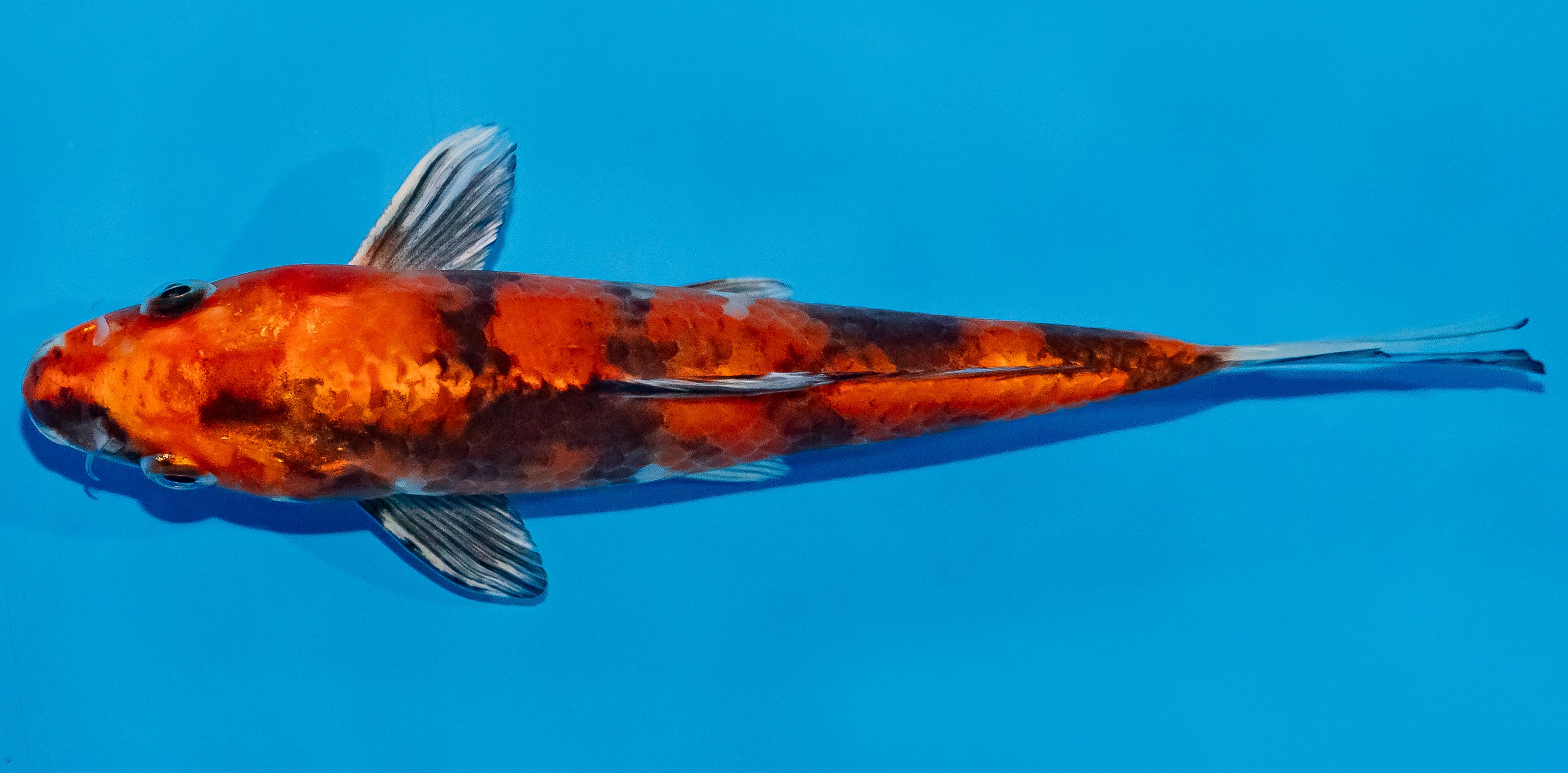 Koi 17-20cm Nr. 2148