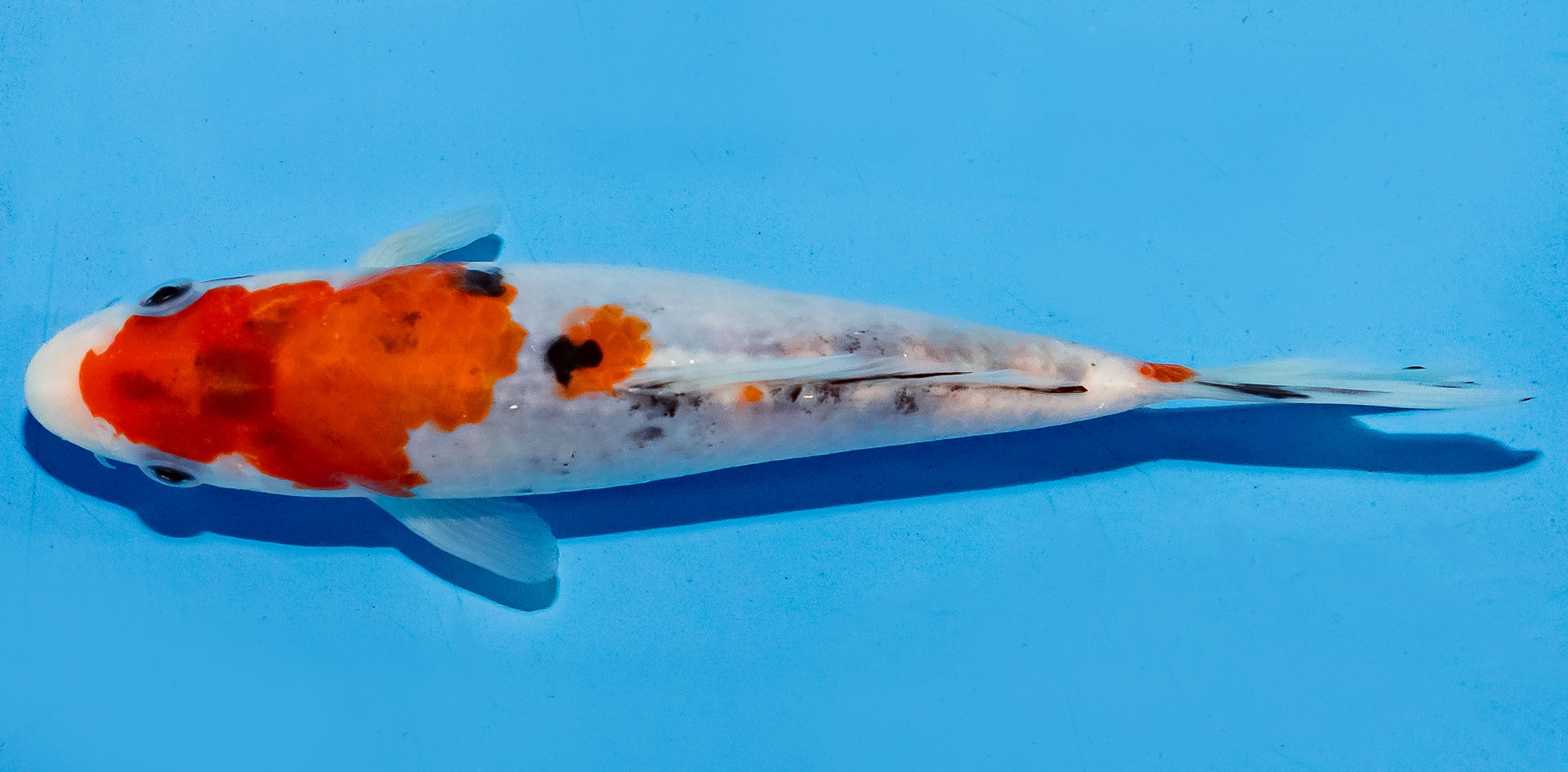 Koi 14-17cm Nr. 6172
