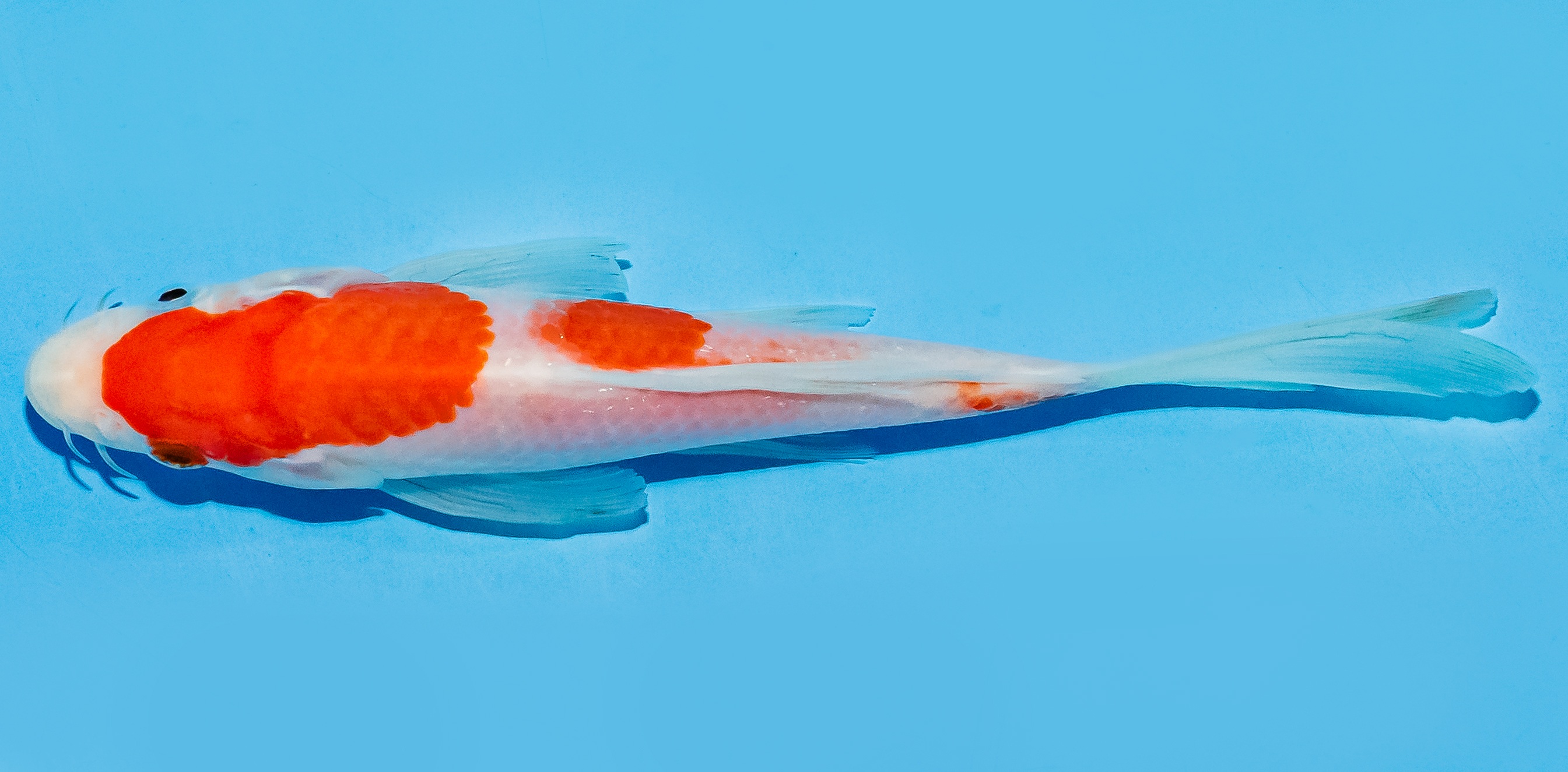 Butterfly Koi 17-20cm Nr. 6977