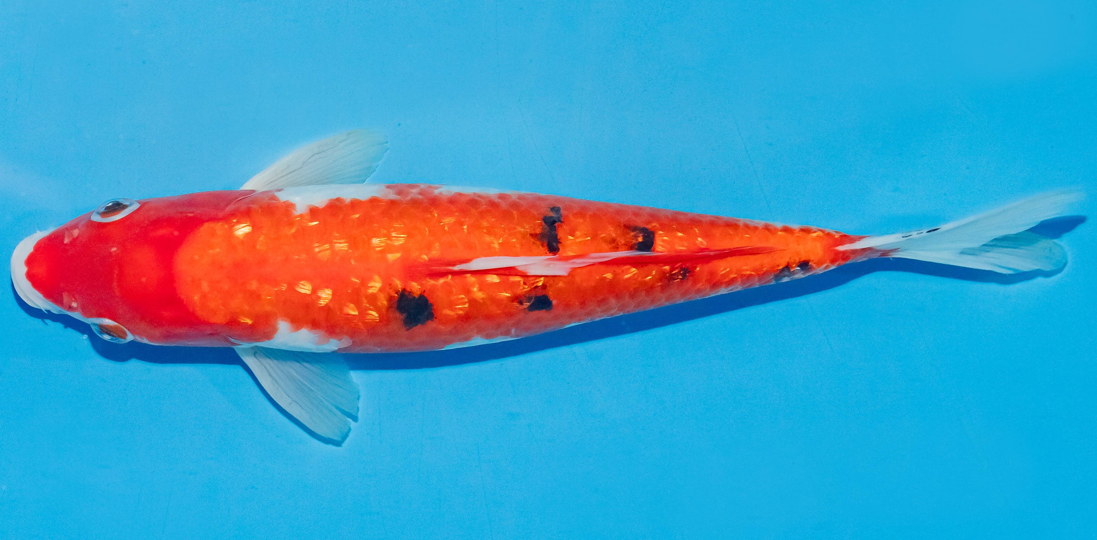 Koi 25-30cm Nr. 4209