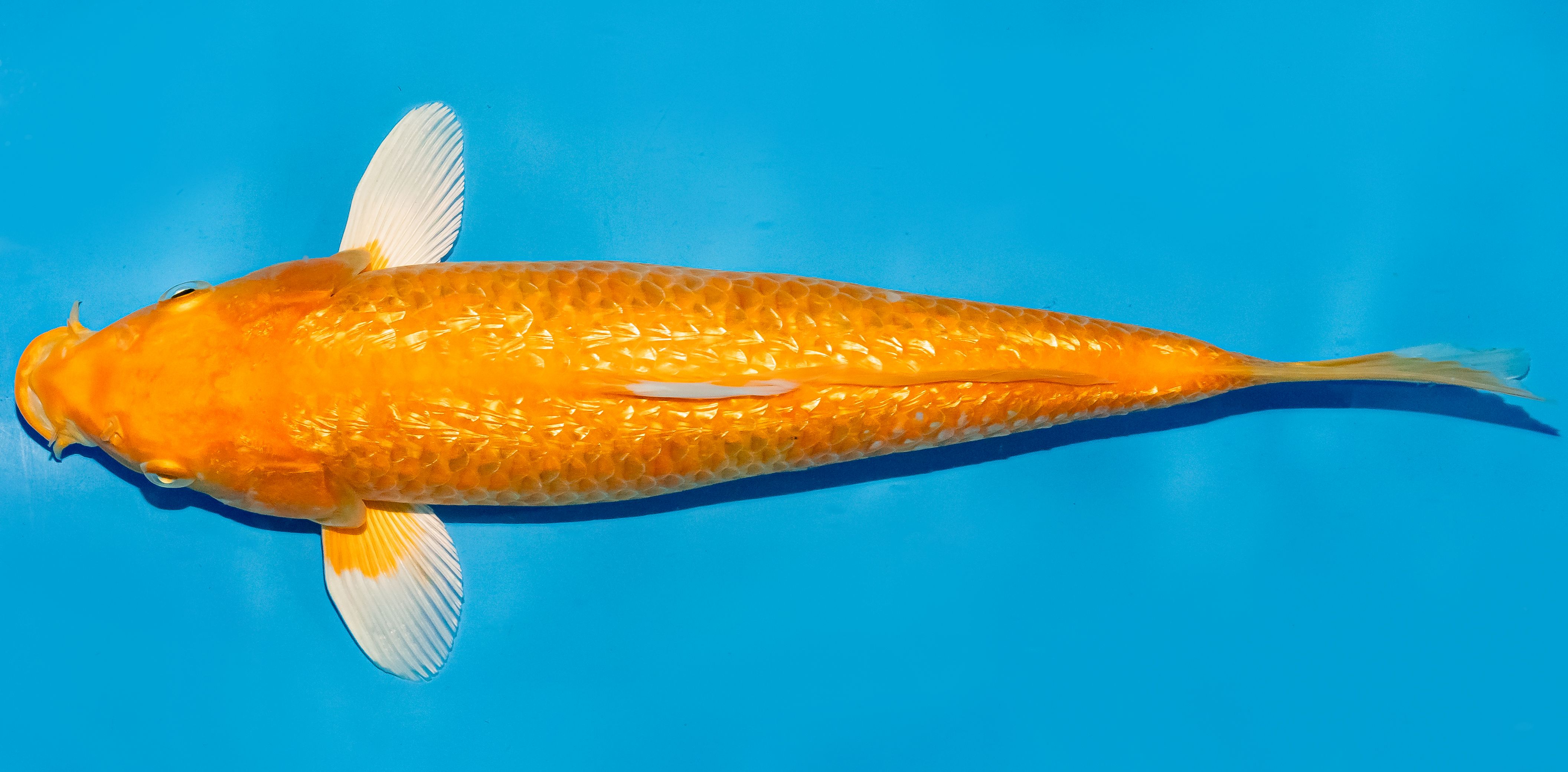 Koi 35-40cm Nr. 6750